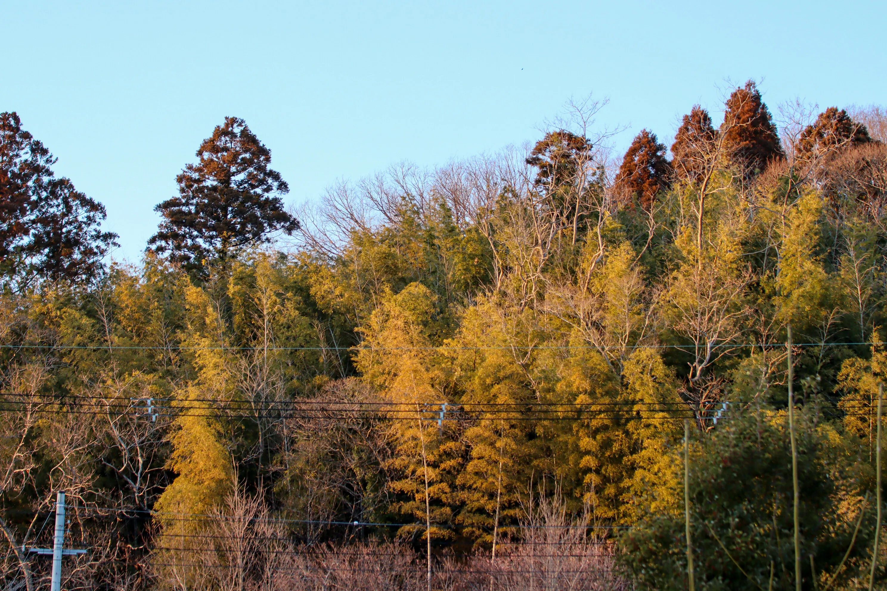 Local Trees