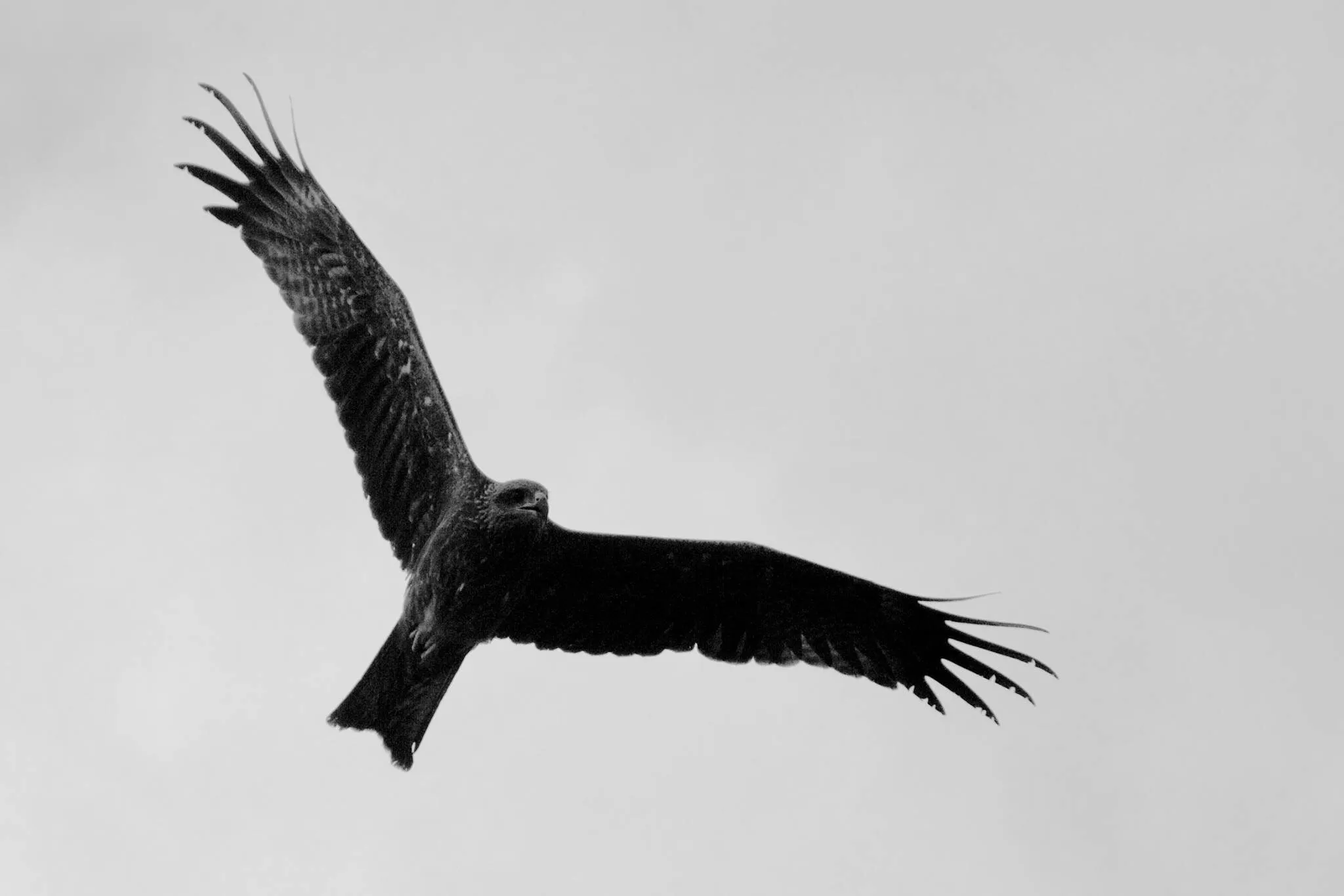 The Raptor
