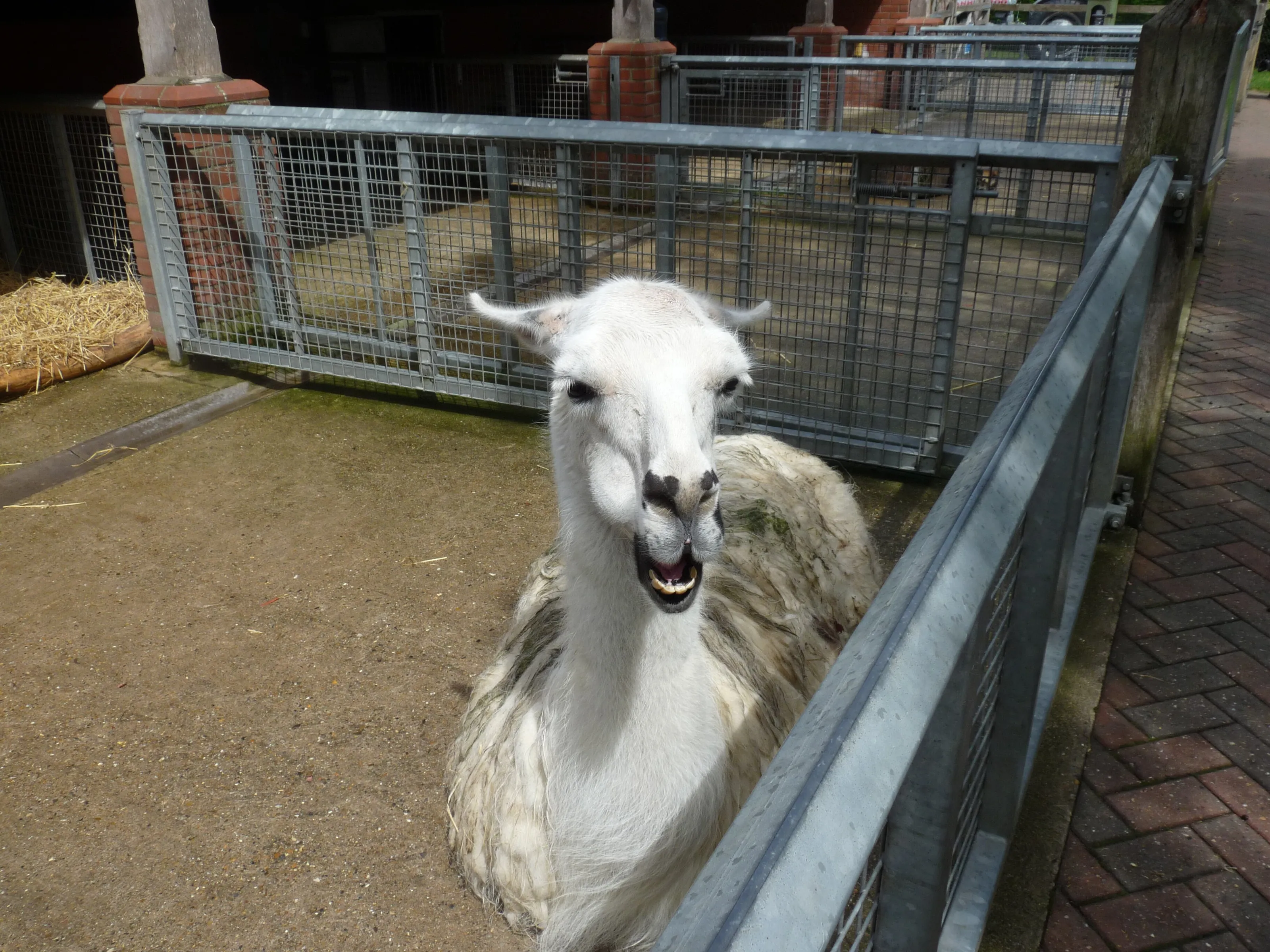 Alpaca