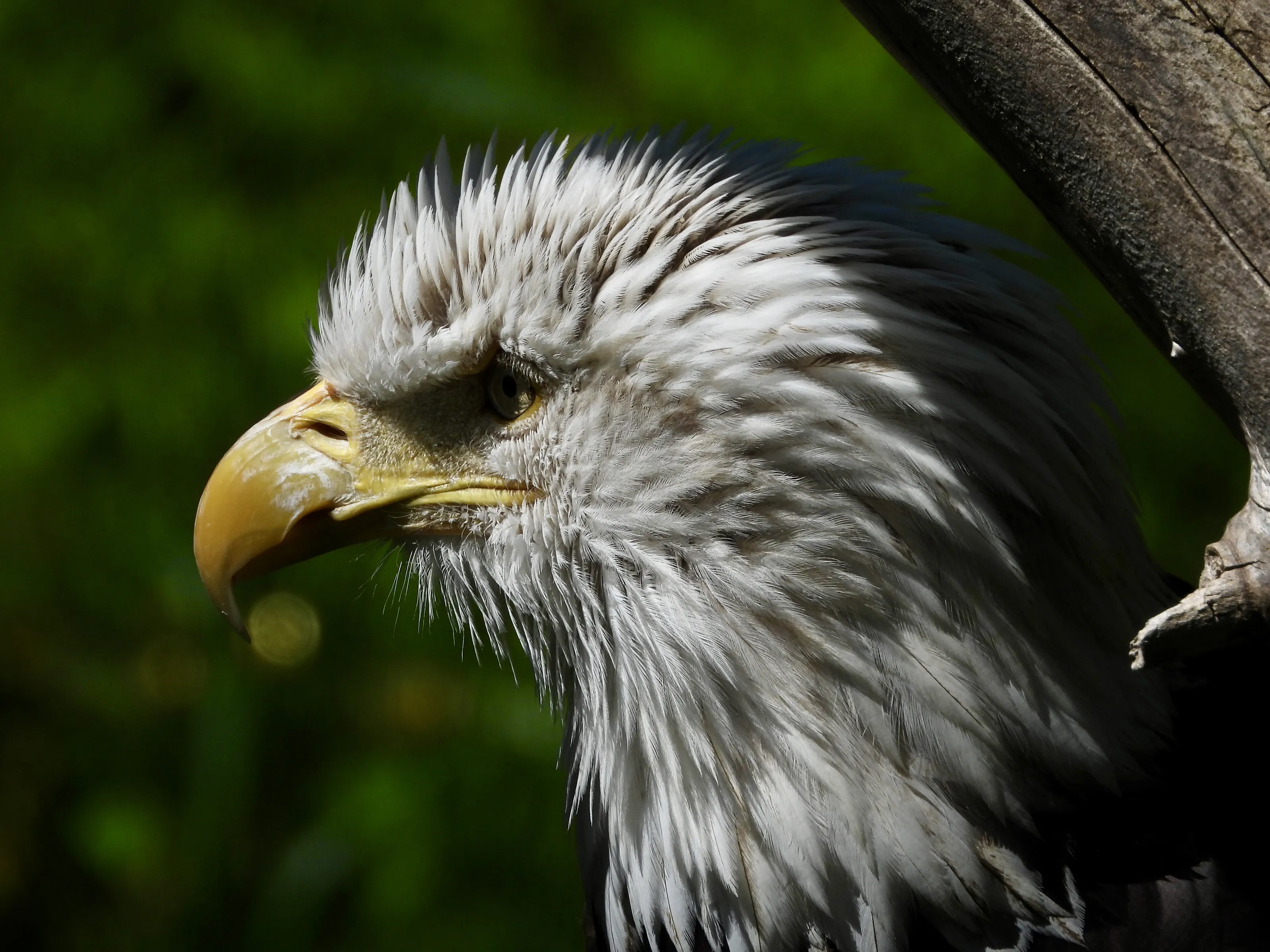 The Infamous Bald Eagle
