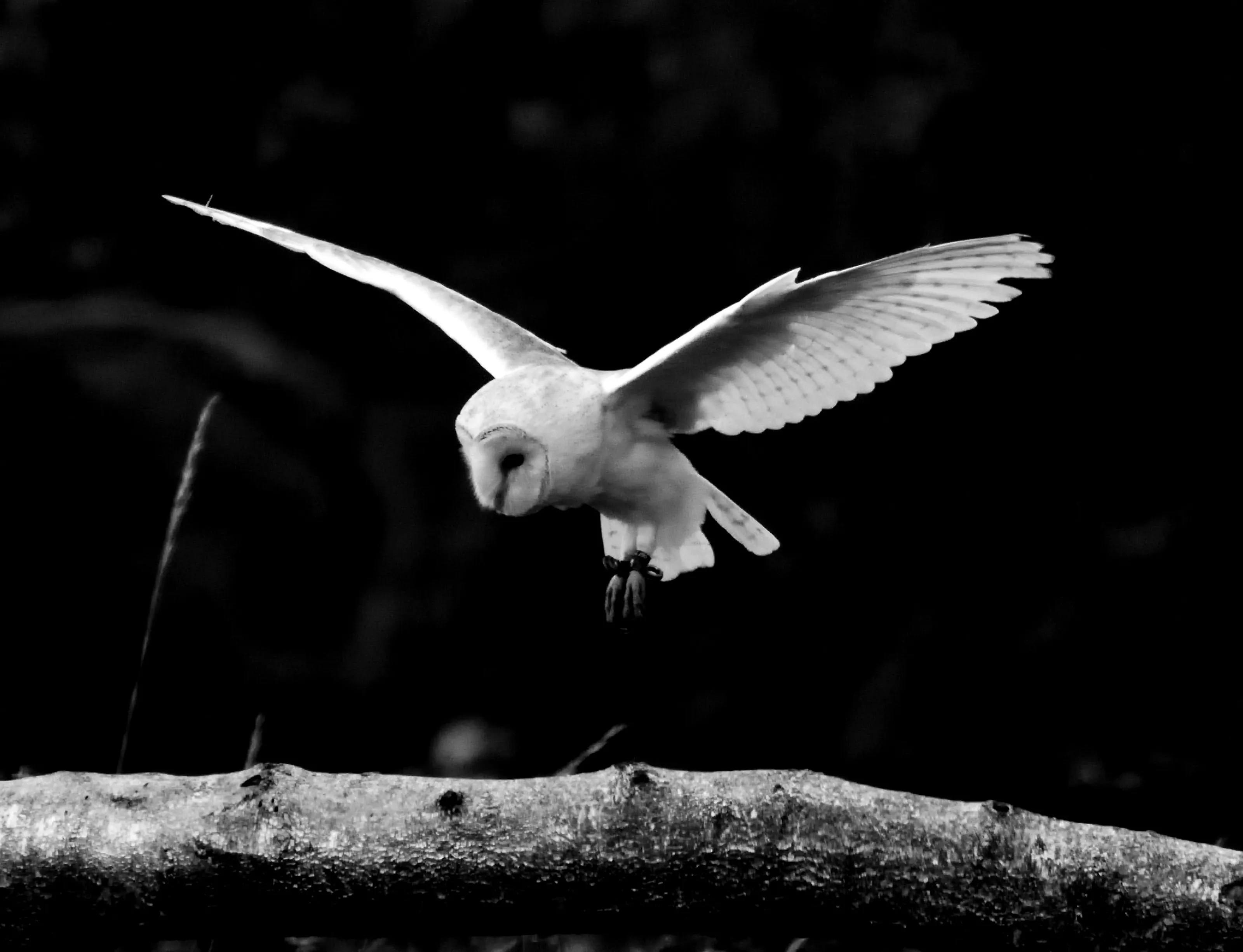 Barn Owl landing