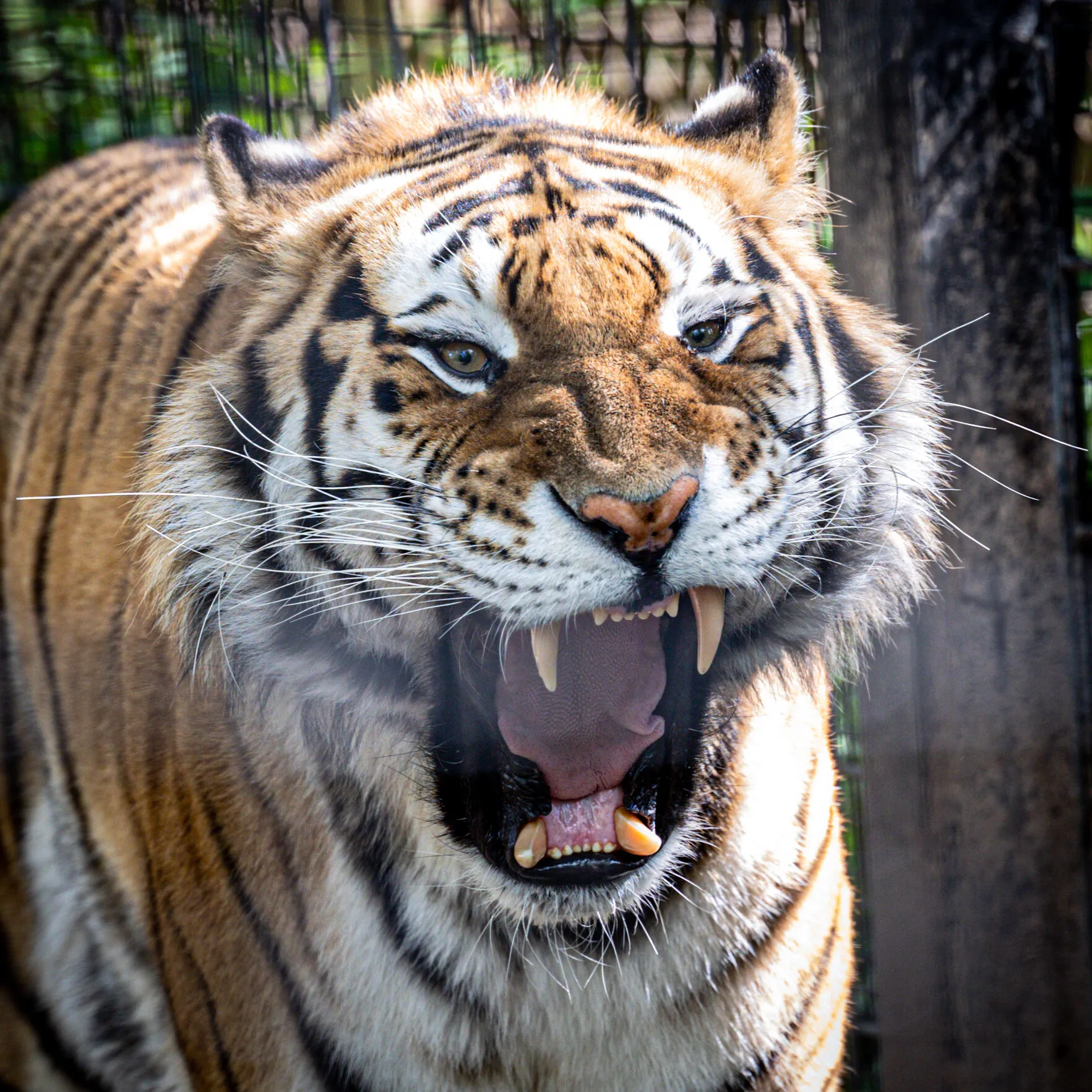Rawr