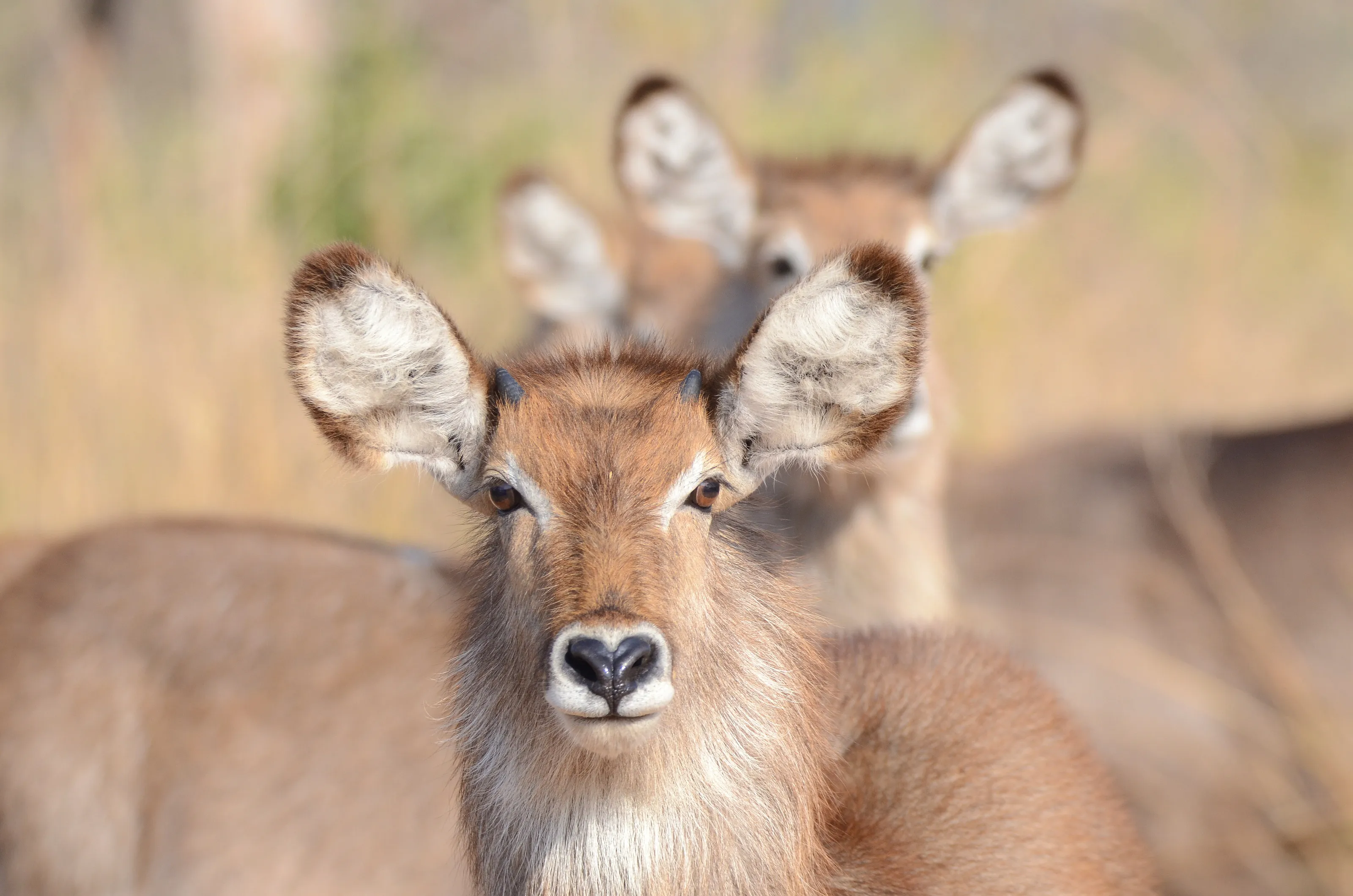 Waterbuck alert