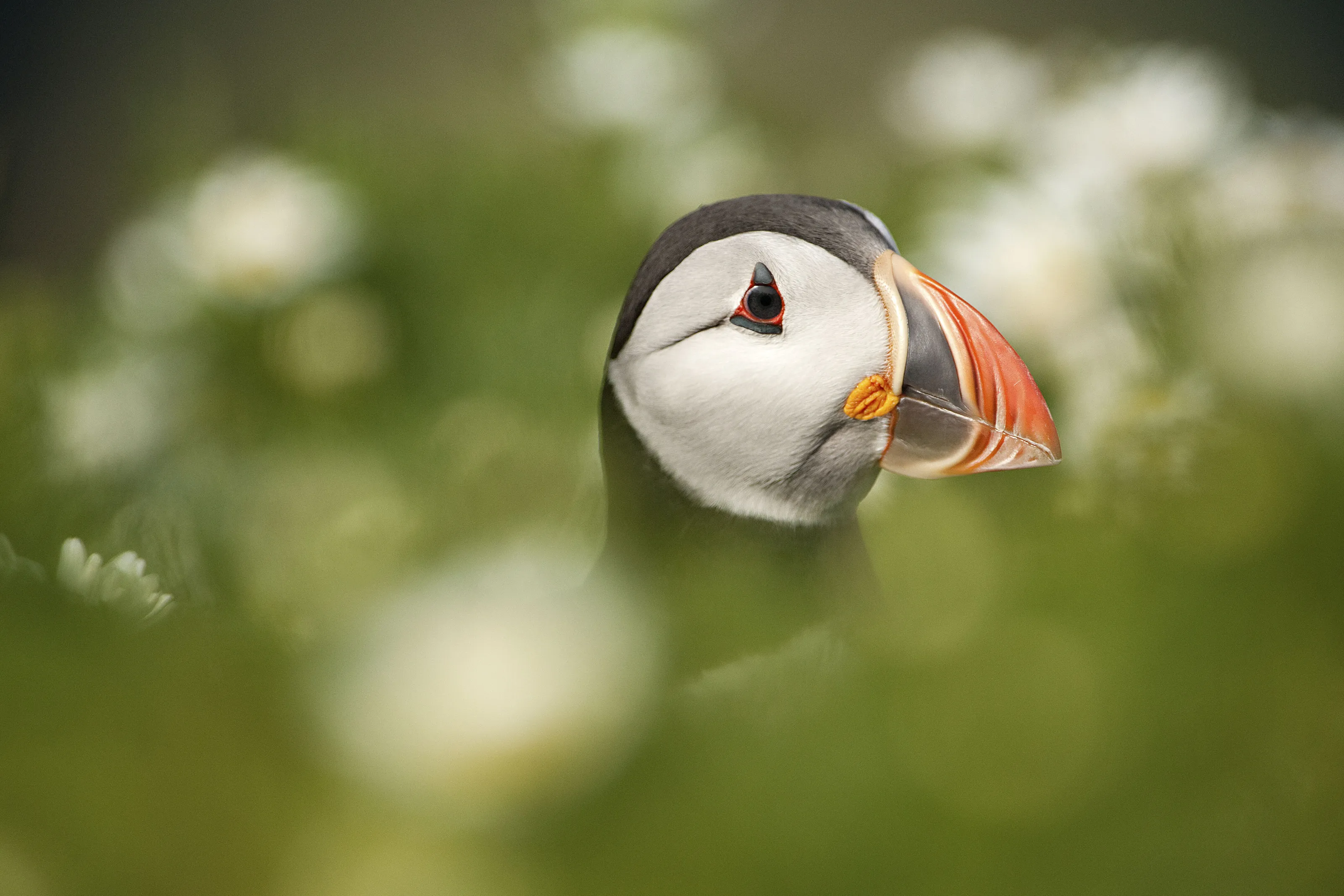 Hiding in the green