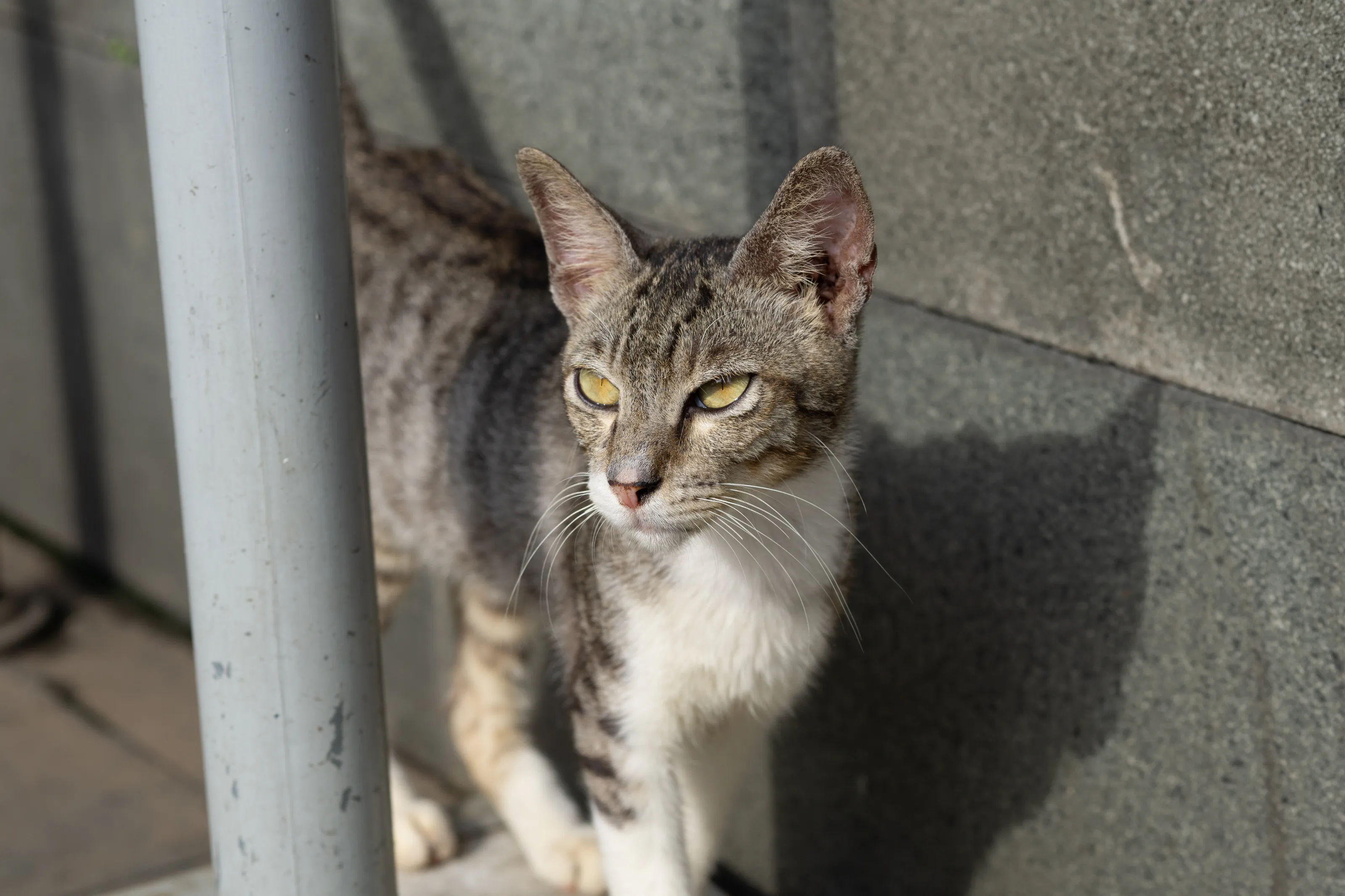 Gorgeous Cat