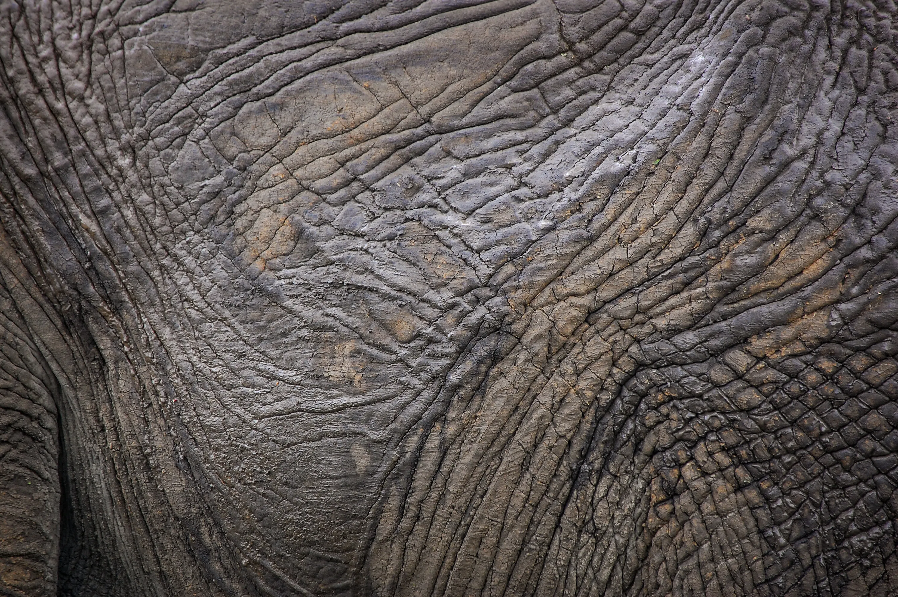 Elephant Skin