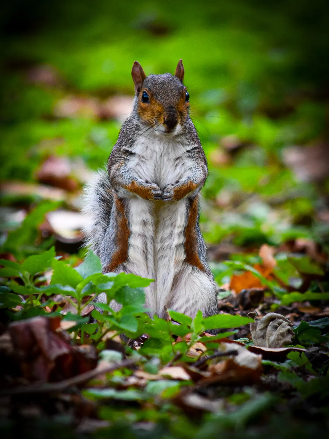 Photo of a squirrel