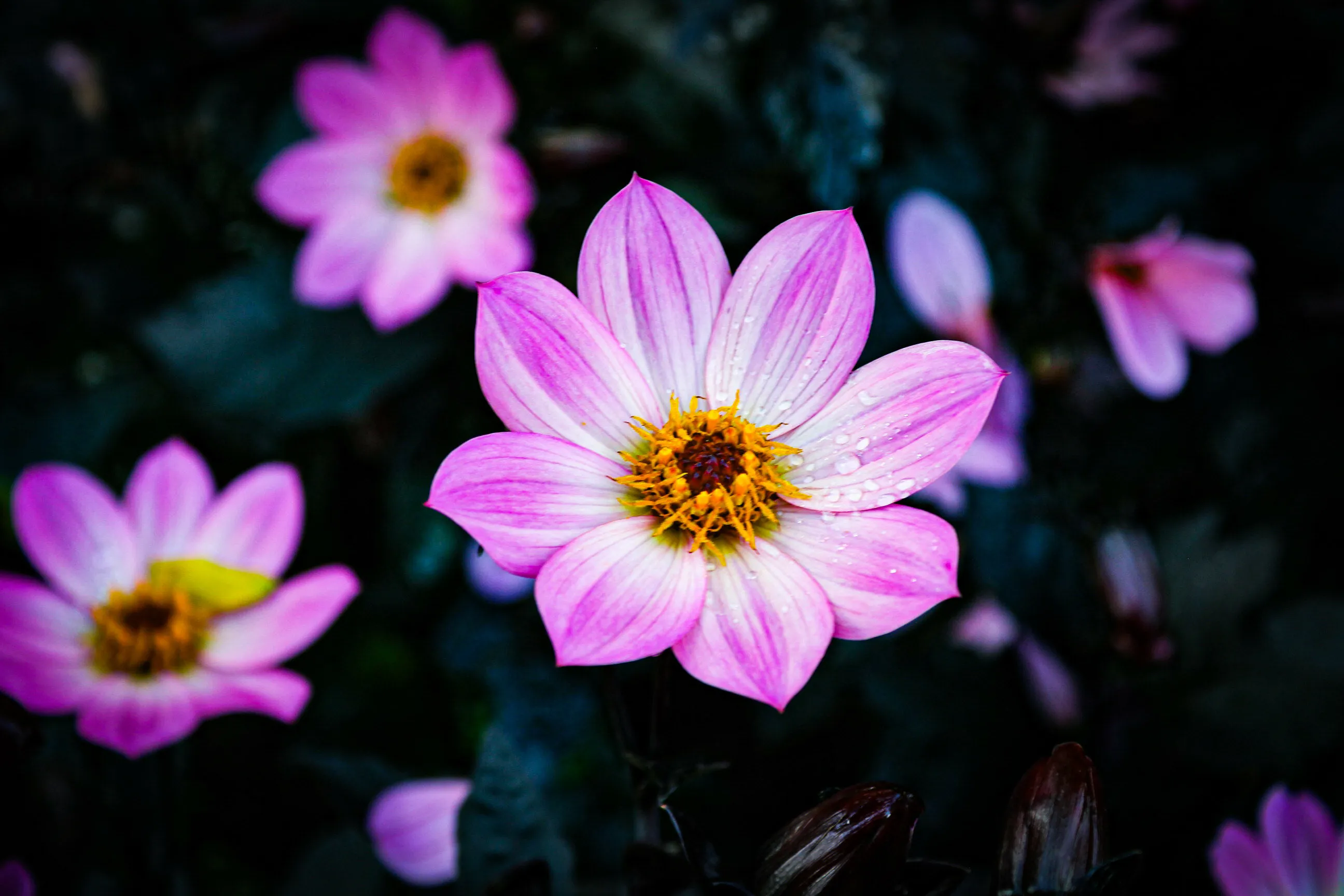 Dahlias