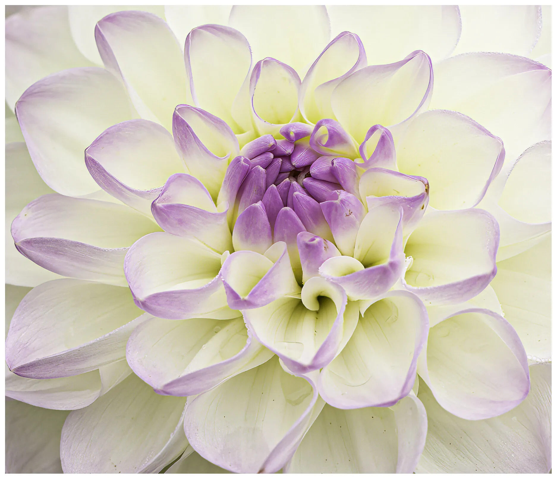 Dahlia Eveline