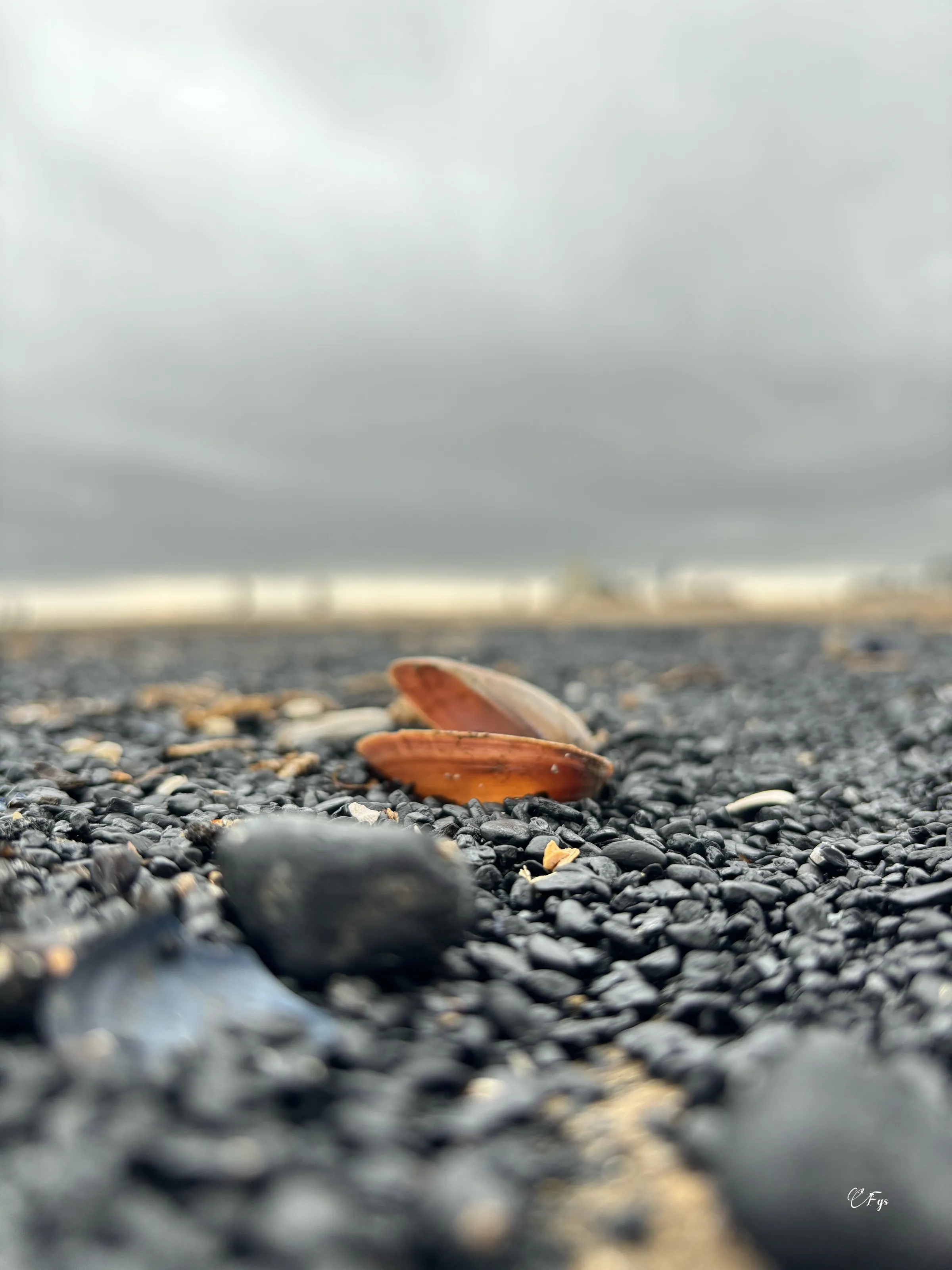 A shelly day…