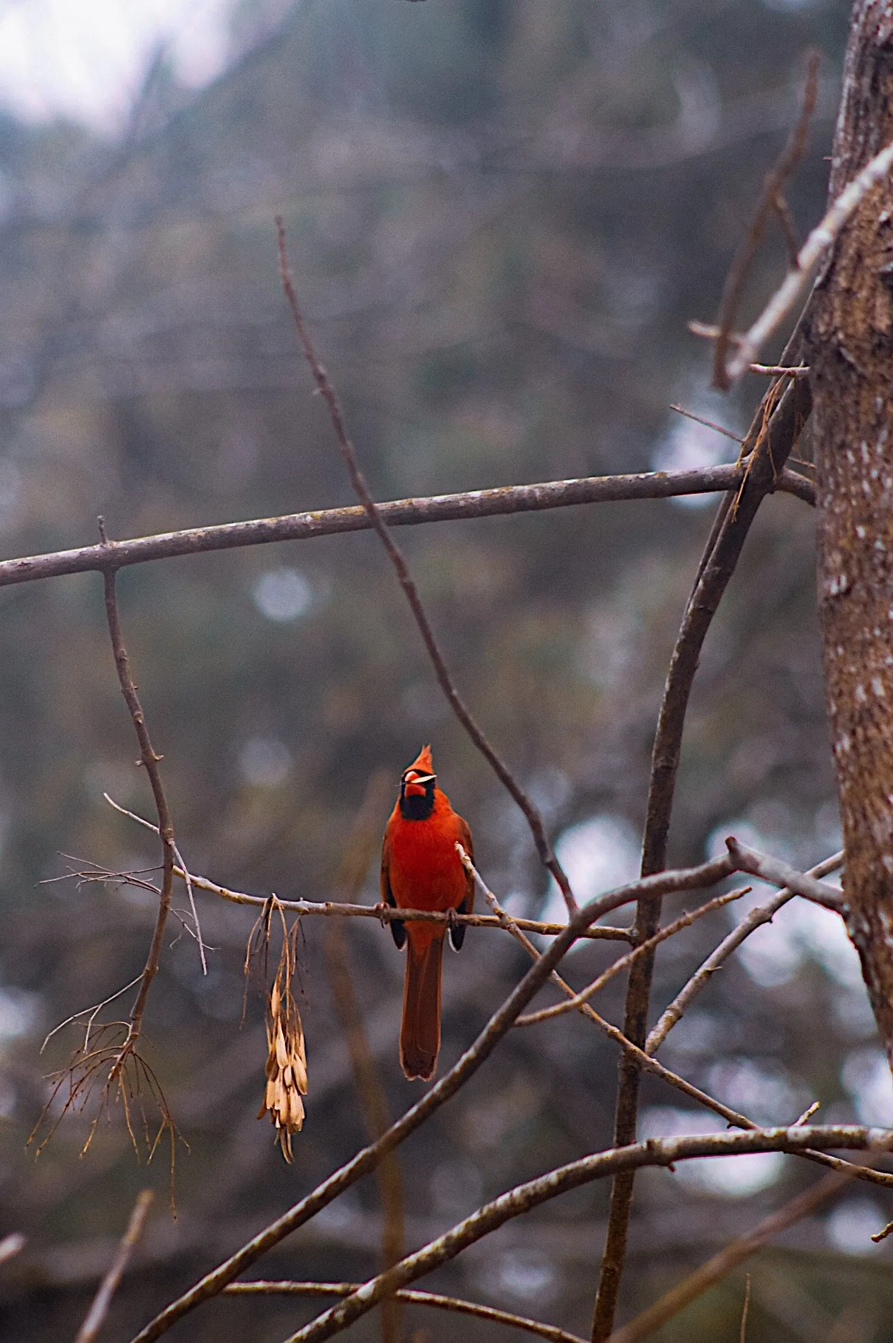 Curious Cardinal