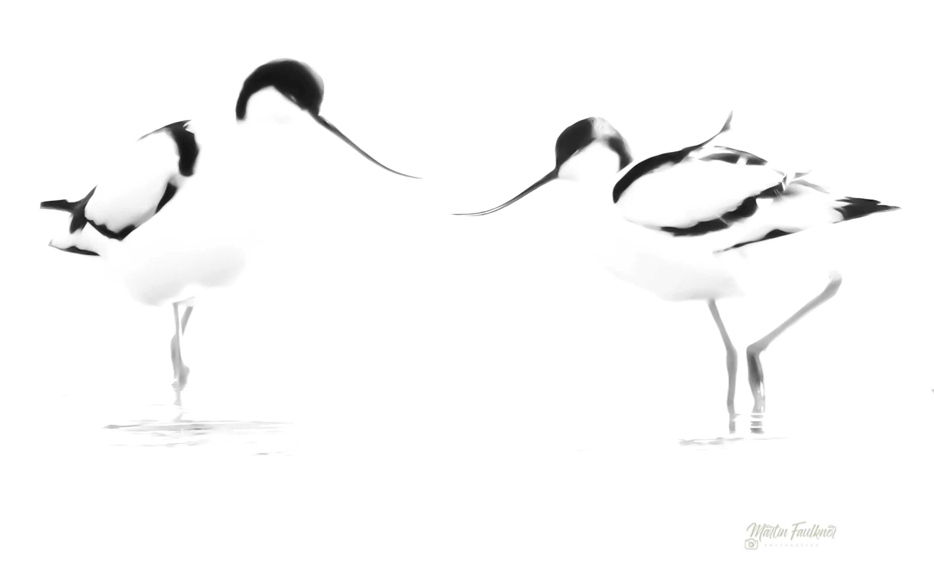 Avocets at Frampton Marsh