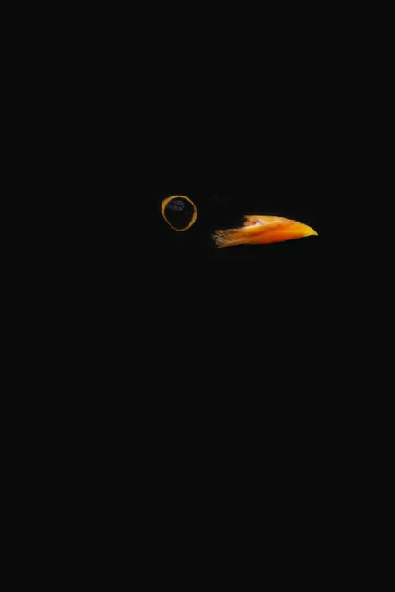 Minimal Blackbird on a black background