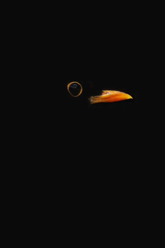 Minimal Blackbird on a black background