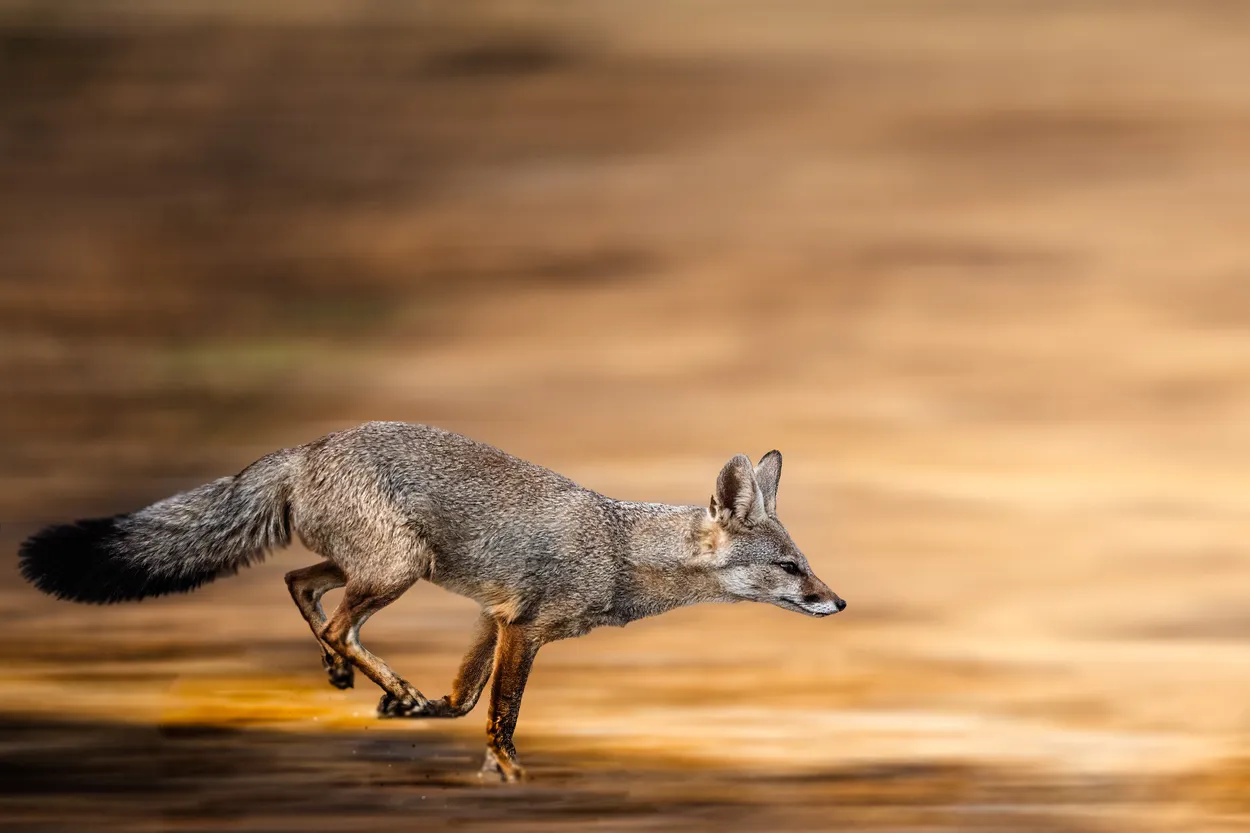 on the run
