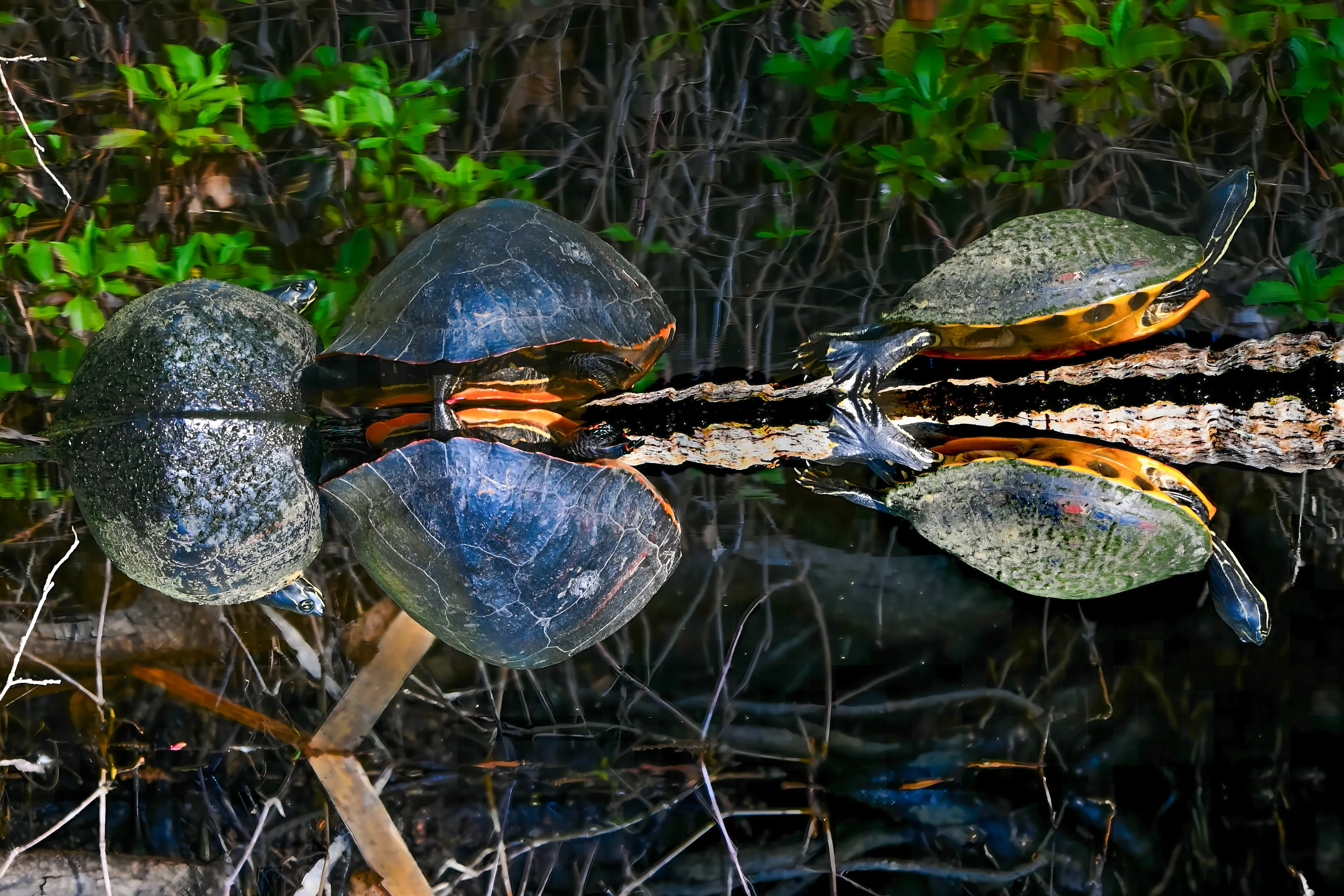 Upside-down