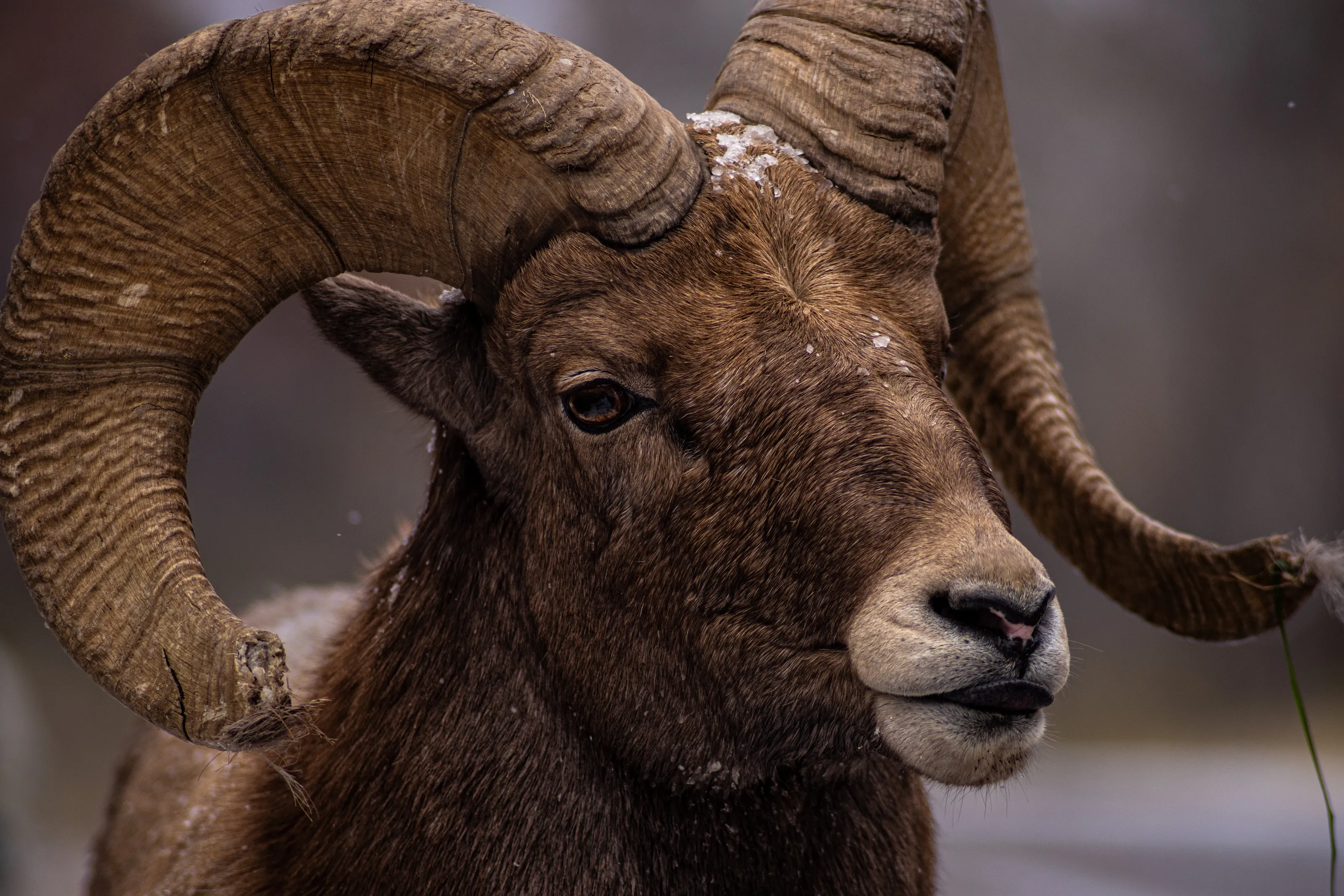 Bighorn Sheep
