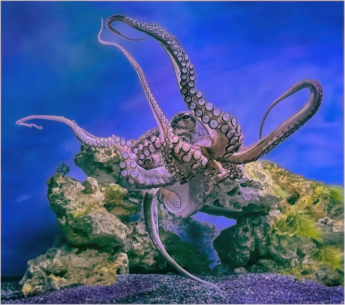 Under the Sea