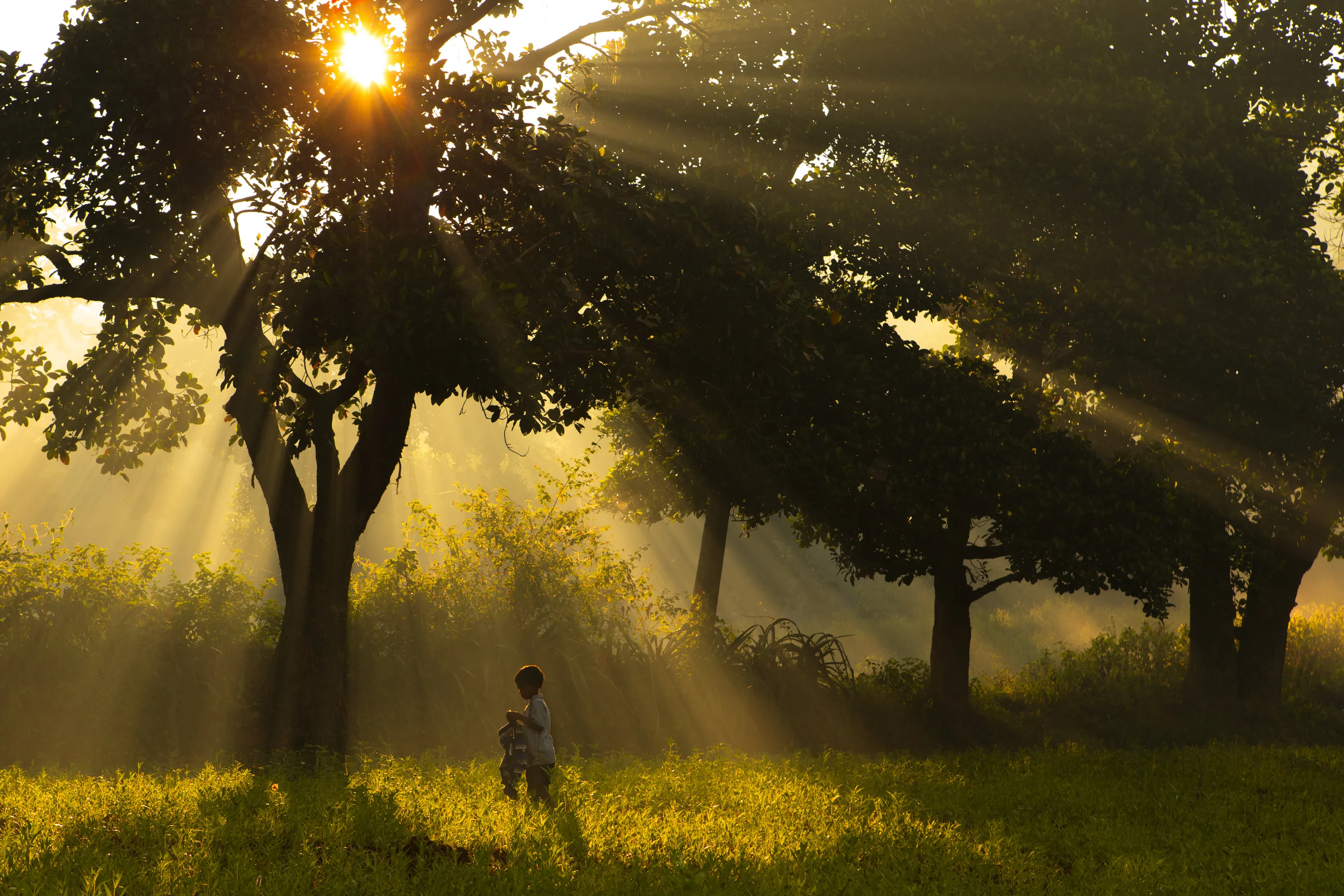 Morning Sunrays