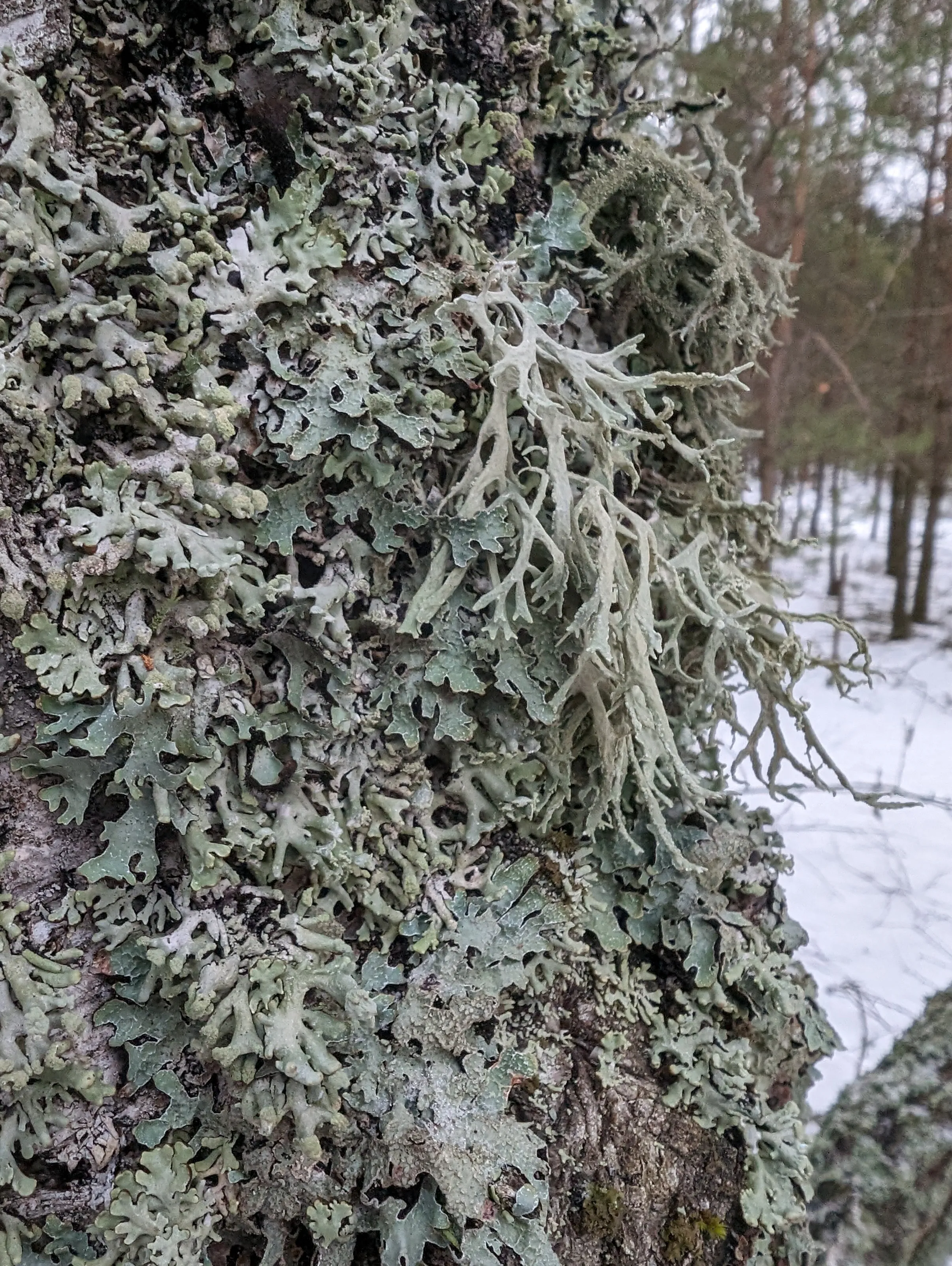 Winter gray