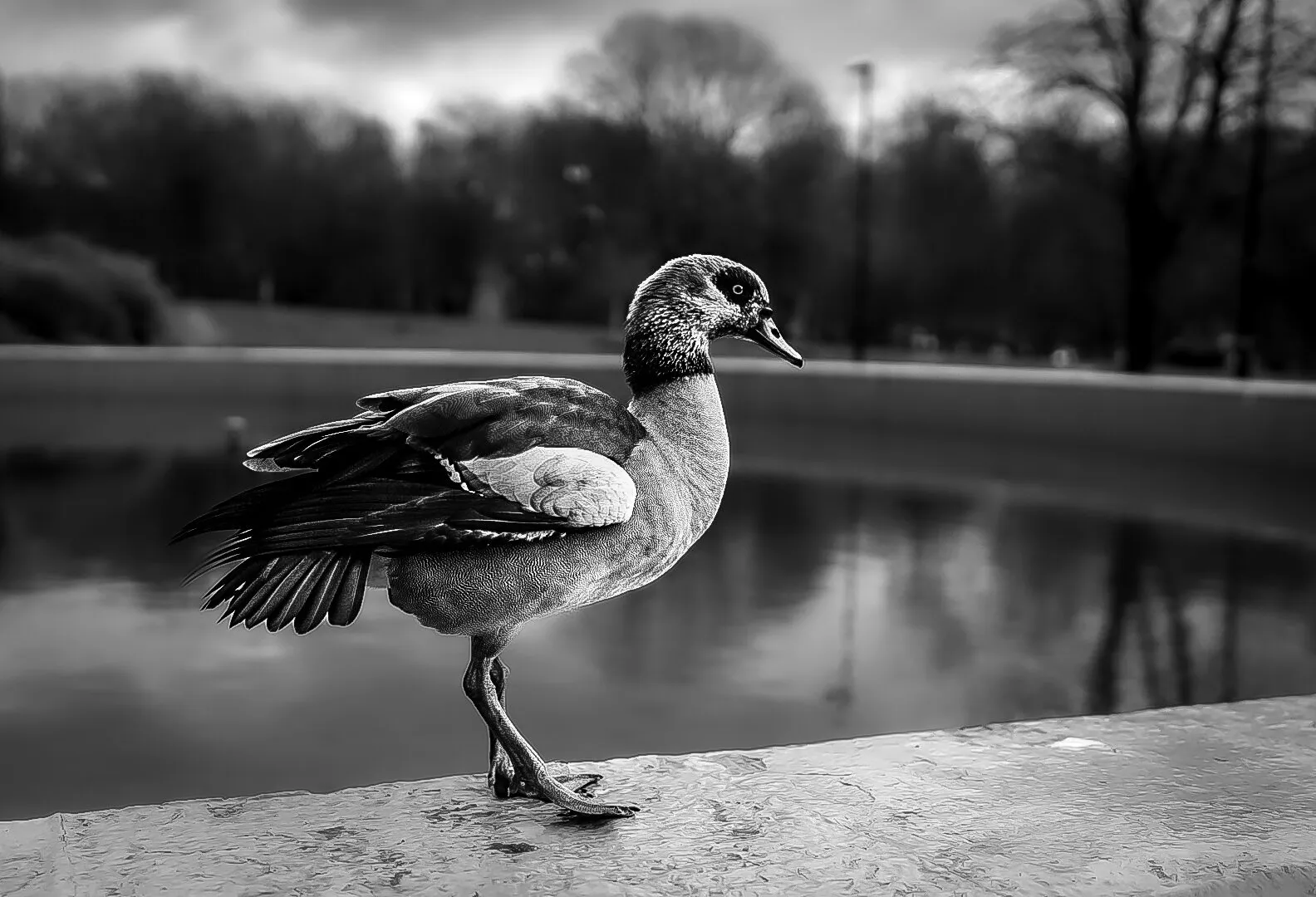 Egyptian Goose