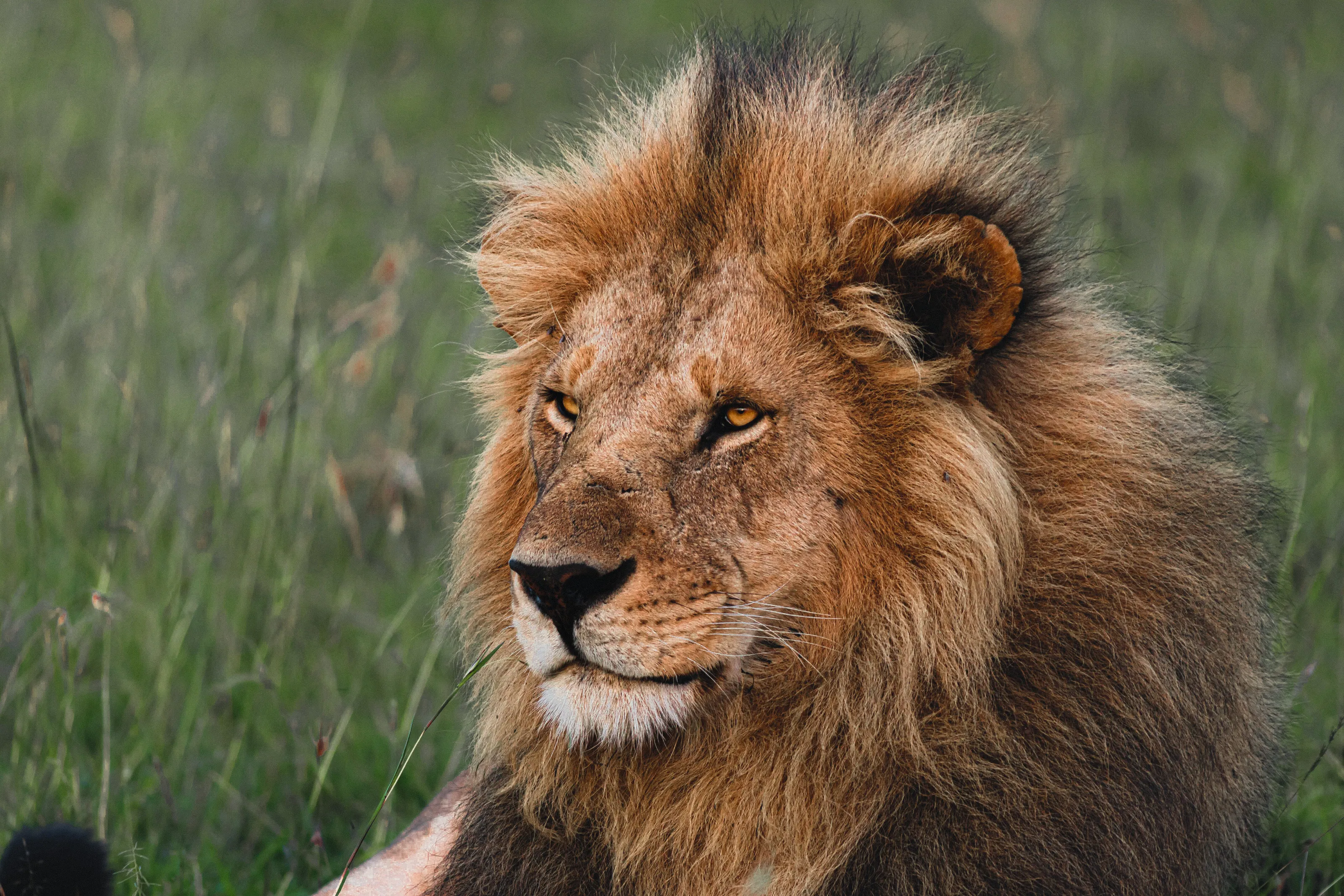 Lion in Africa
