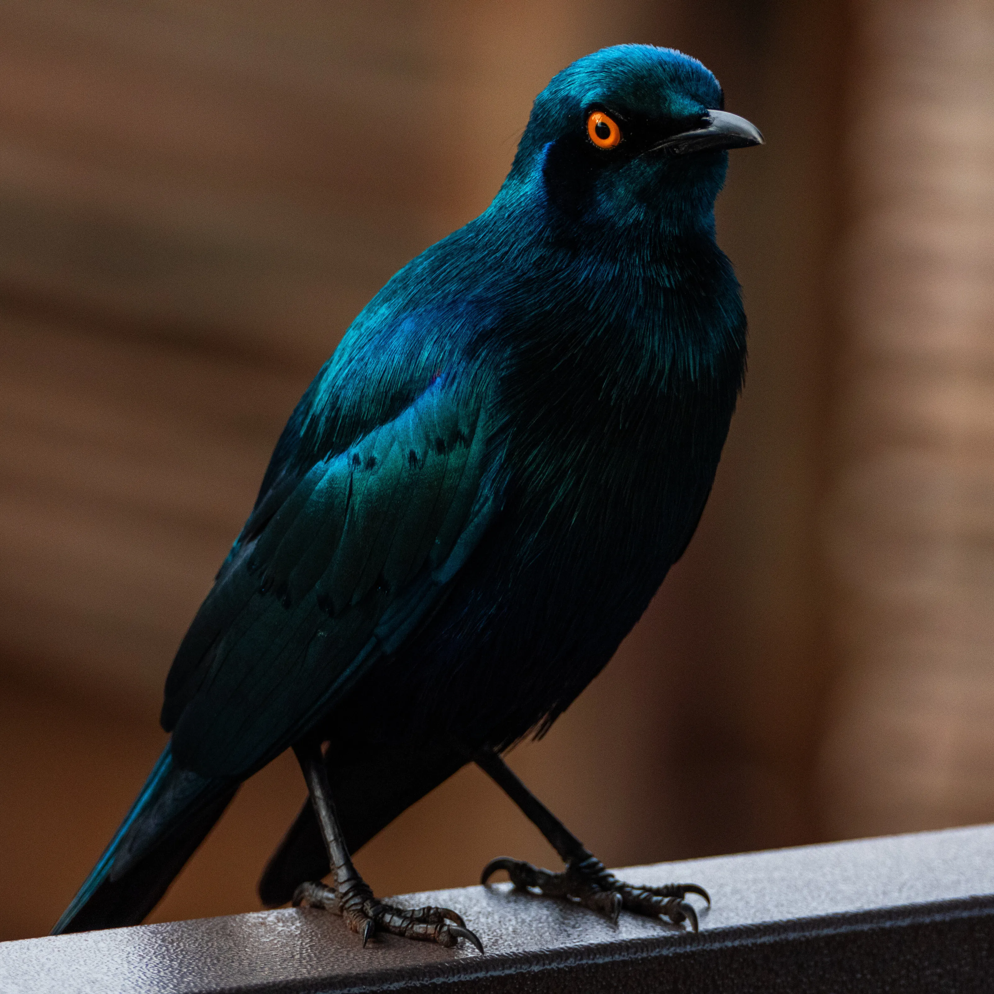 Glossy starling