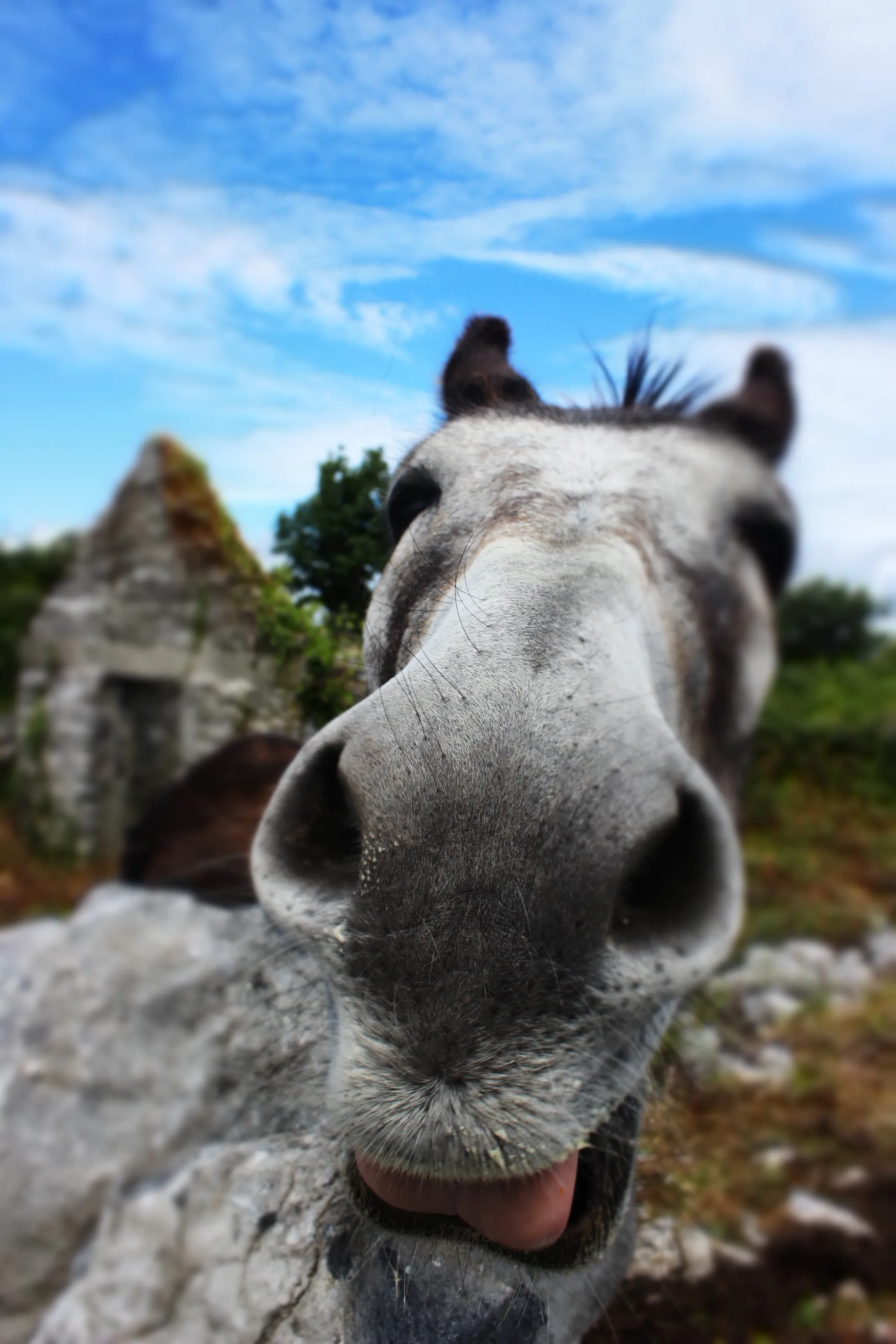 Hello Horse