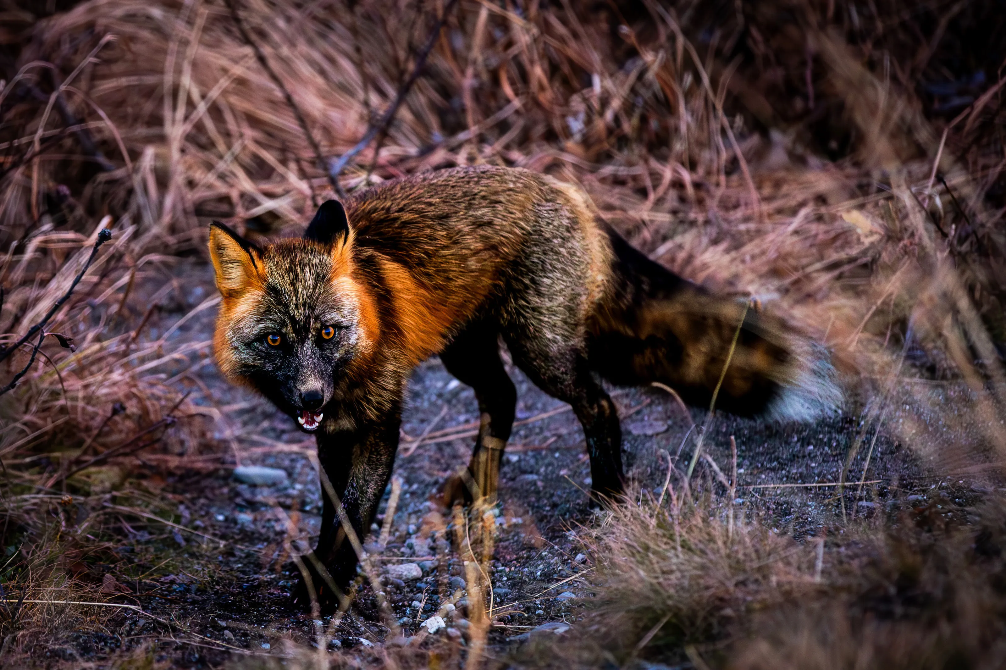 Red Fox