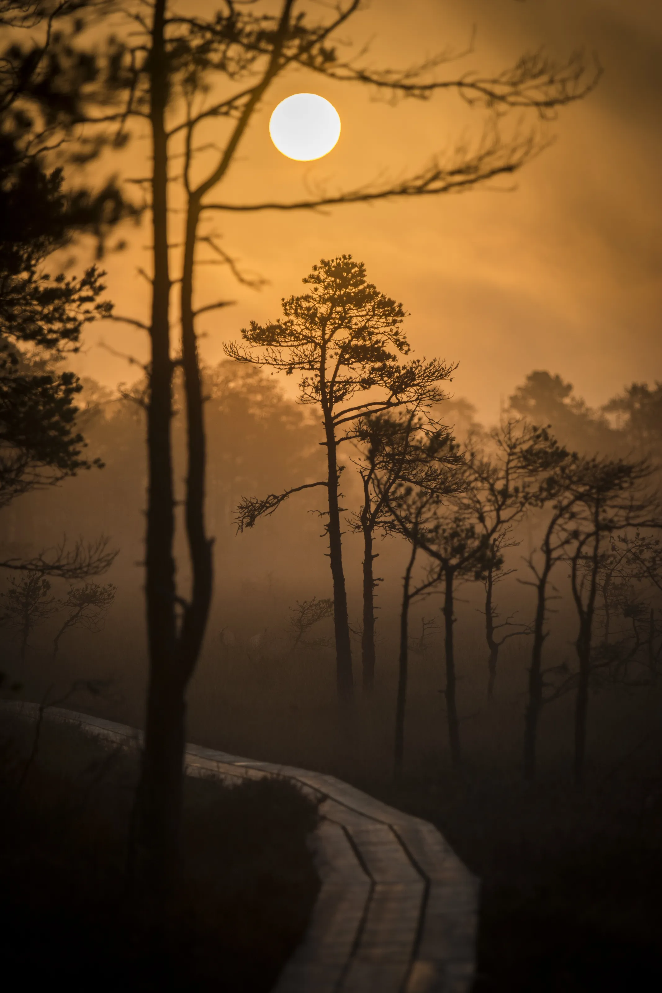 Silent swamp.