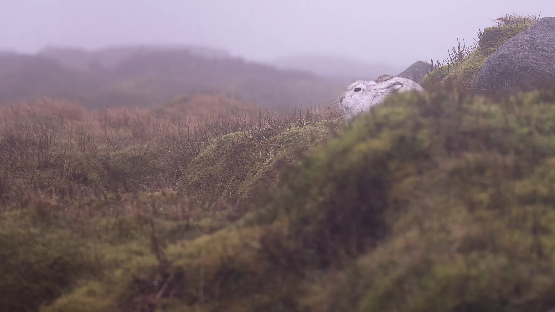 Mountain Hare in a misty upland moor