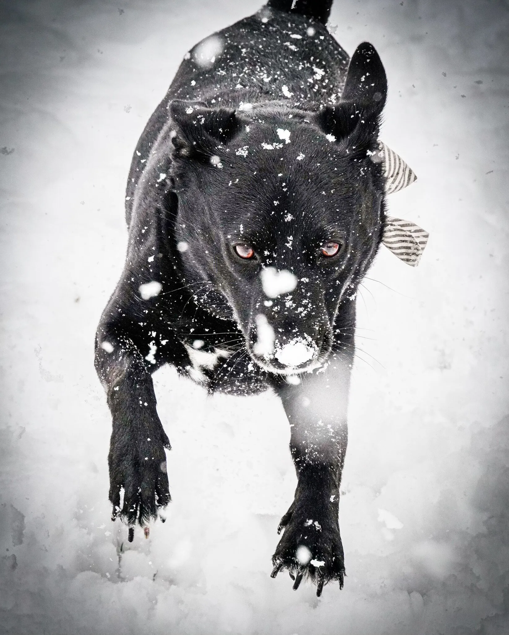 For the love of Snow