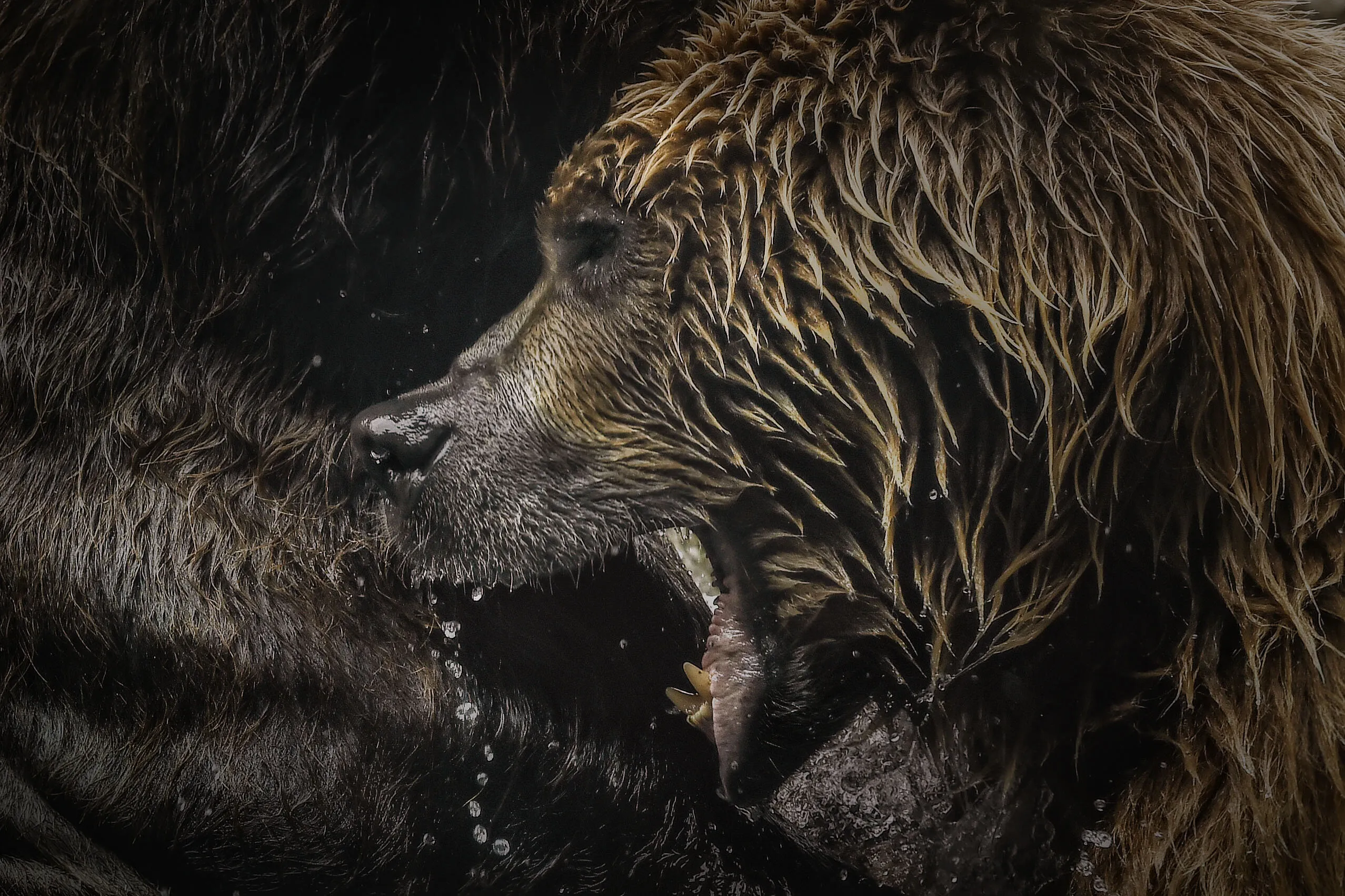 Wet Grizzly