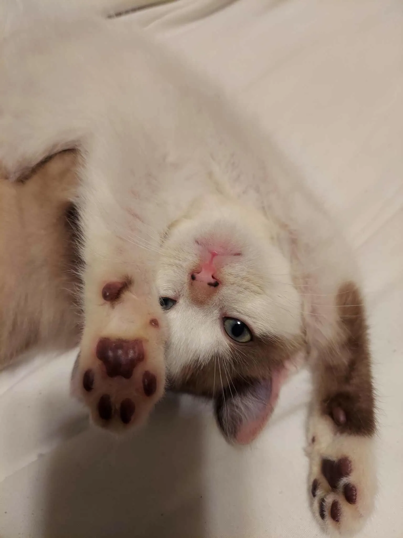Kitten cuteness