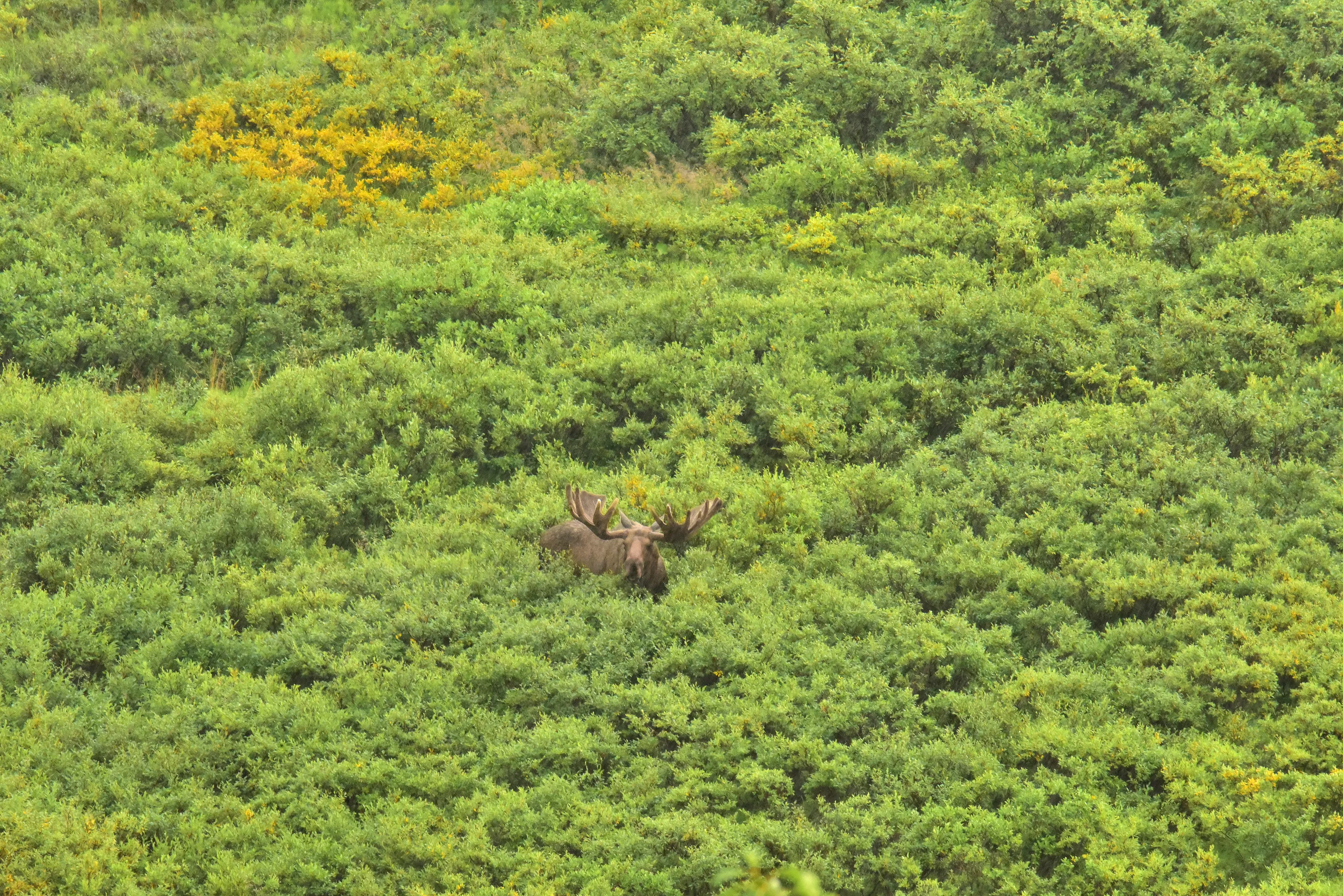 Bull in the Bushes