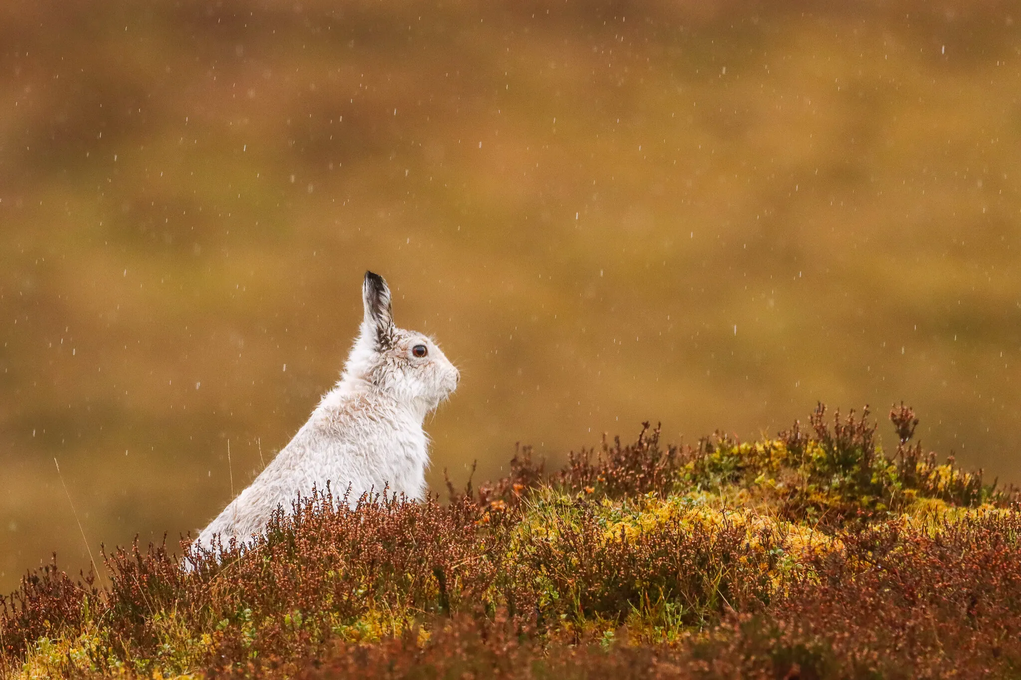 Highland heather