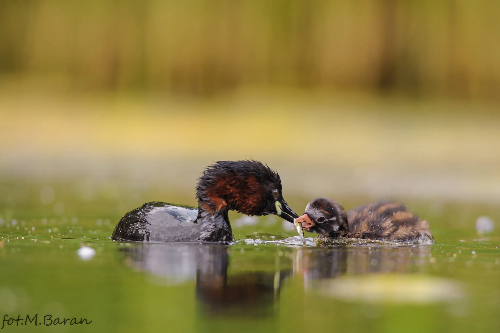 Perkozek (Tachybaptus ruficollis)  Grebe
