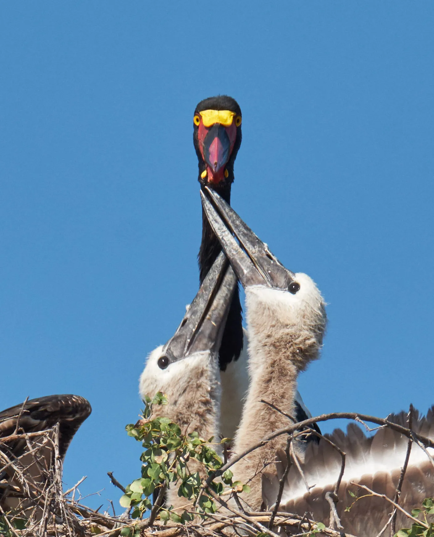 Saddle billed stork with hungry chicks / juveniles