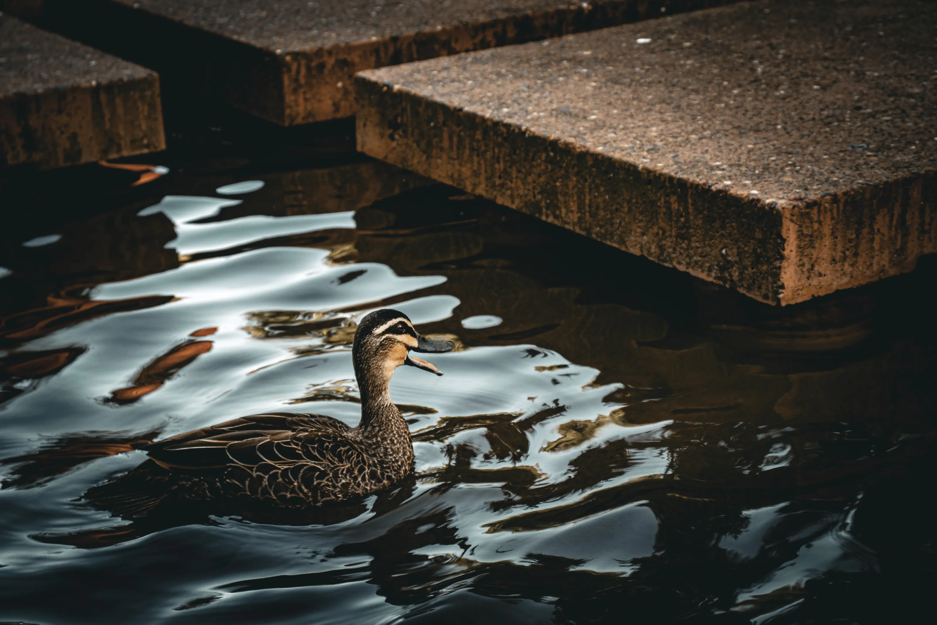 Talking duck