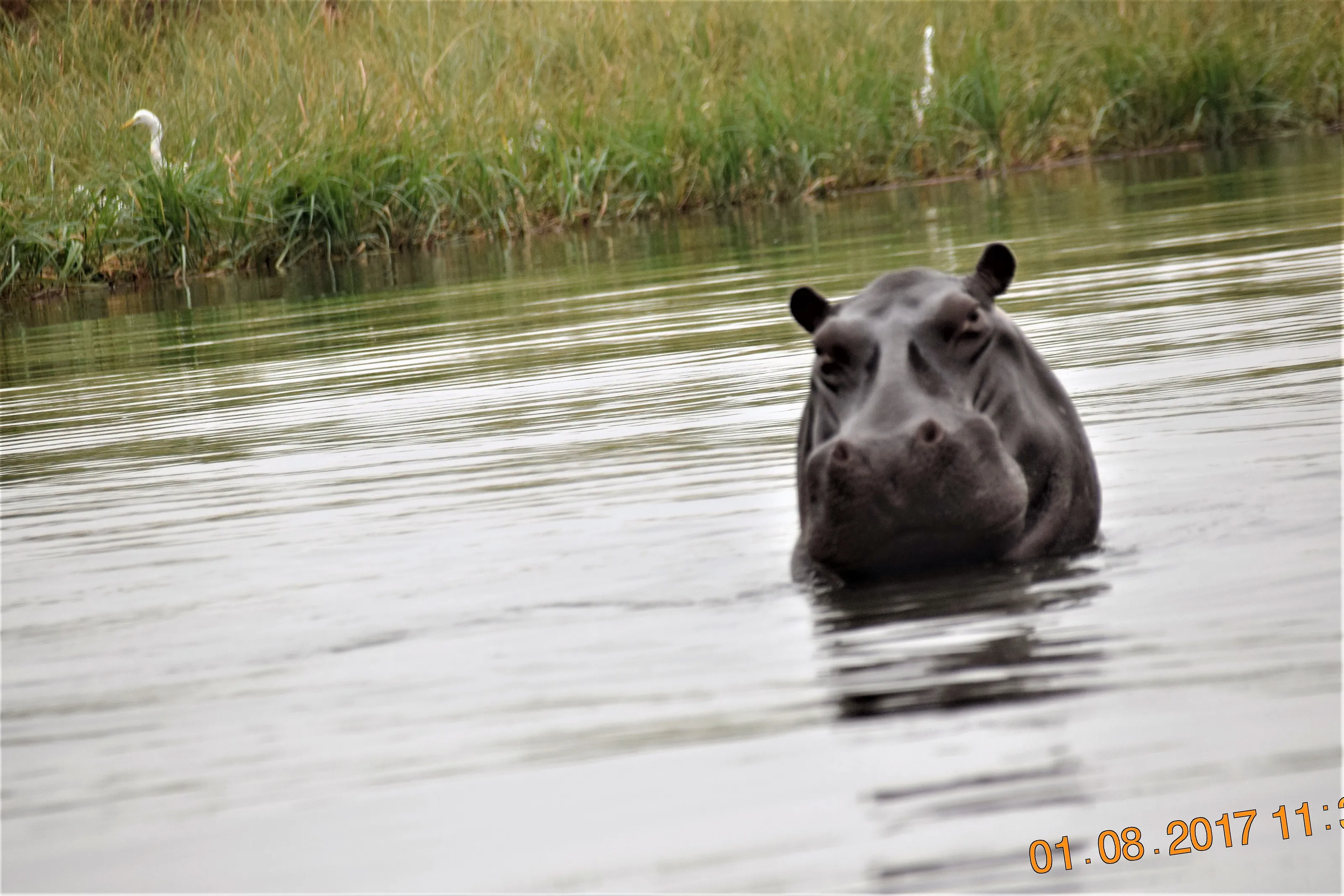 Basking Hippo