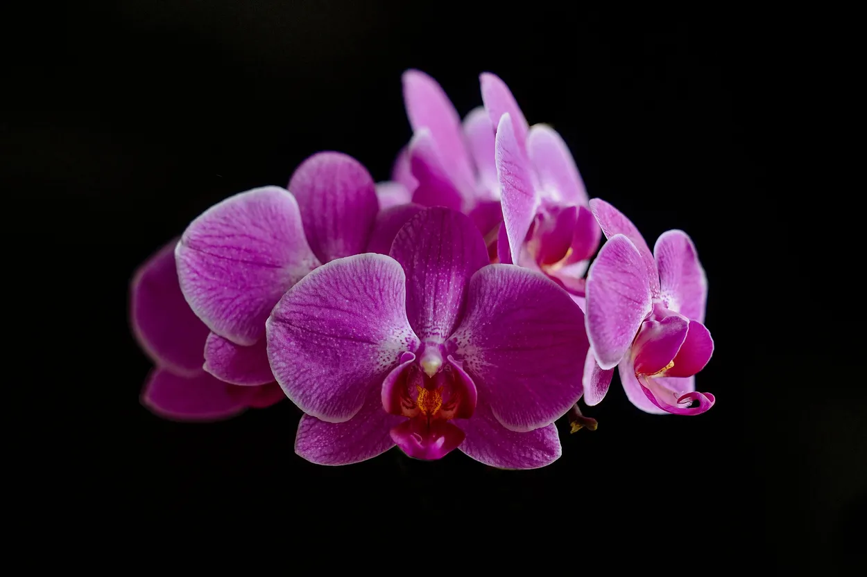 Entry 19595457