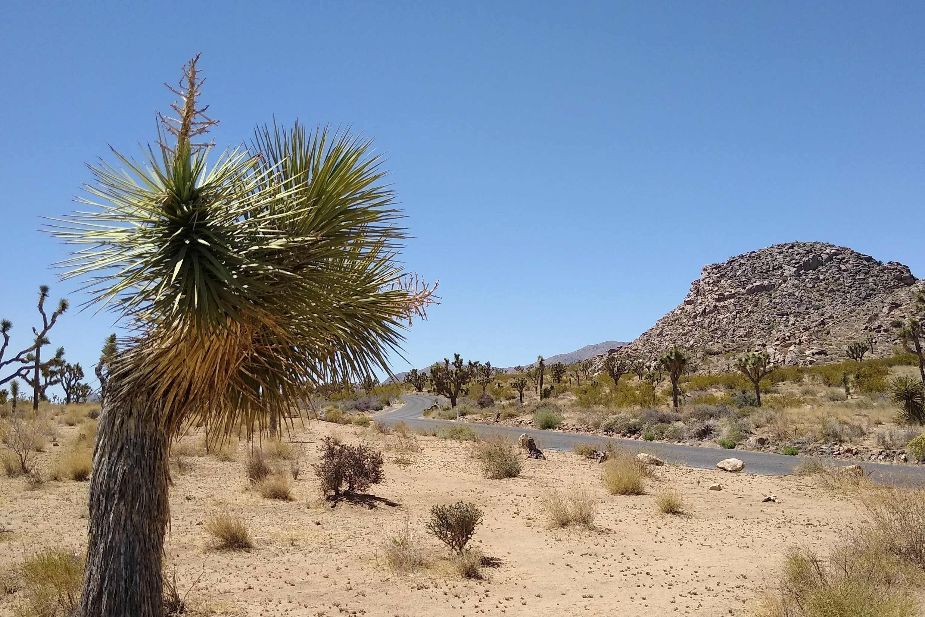 Joshua Tree
