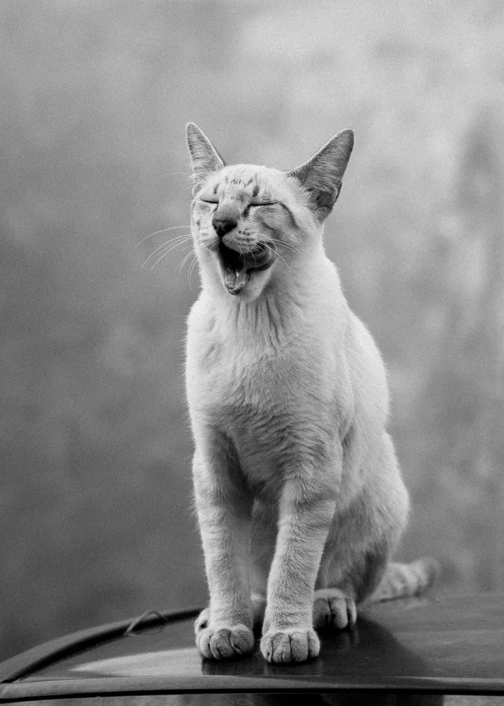Black and White Cat Portrait