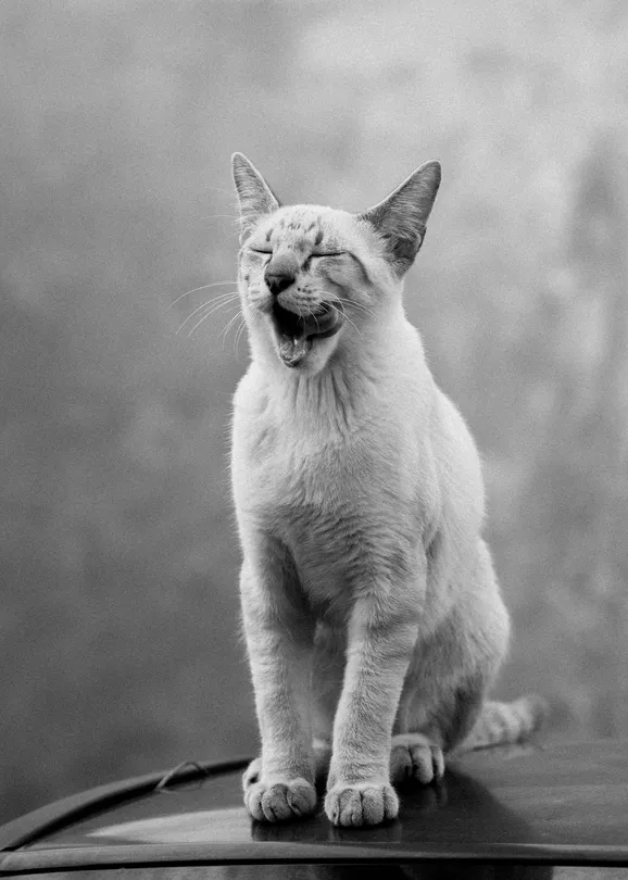 Black and White Cat Portrait