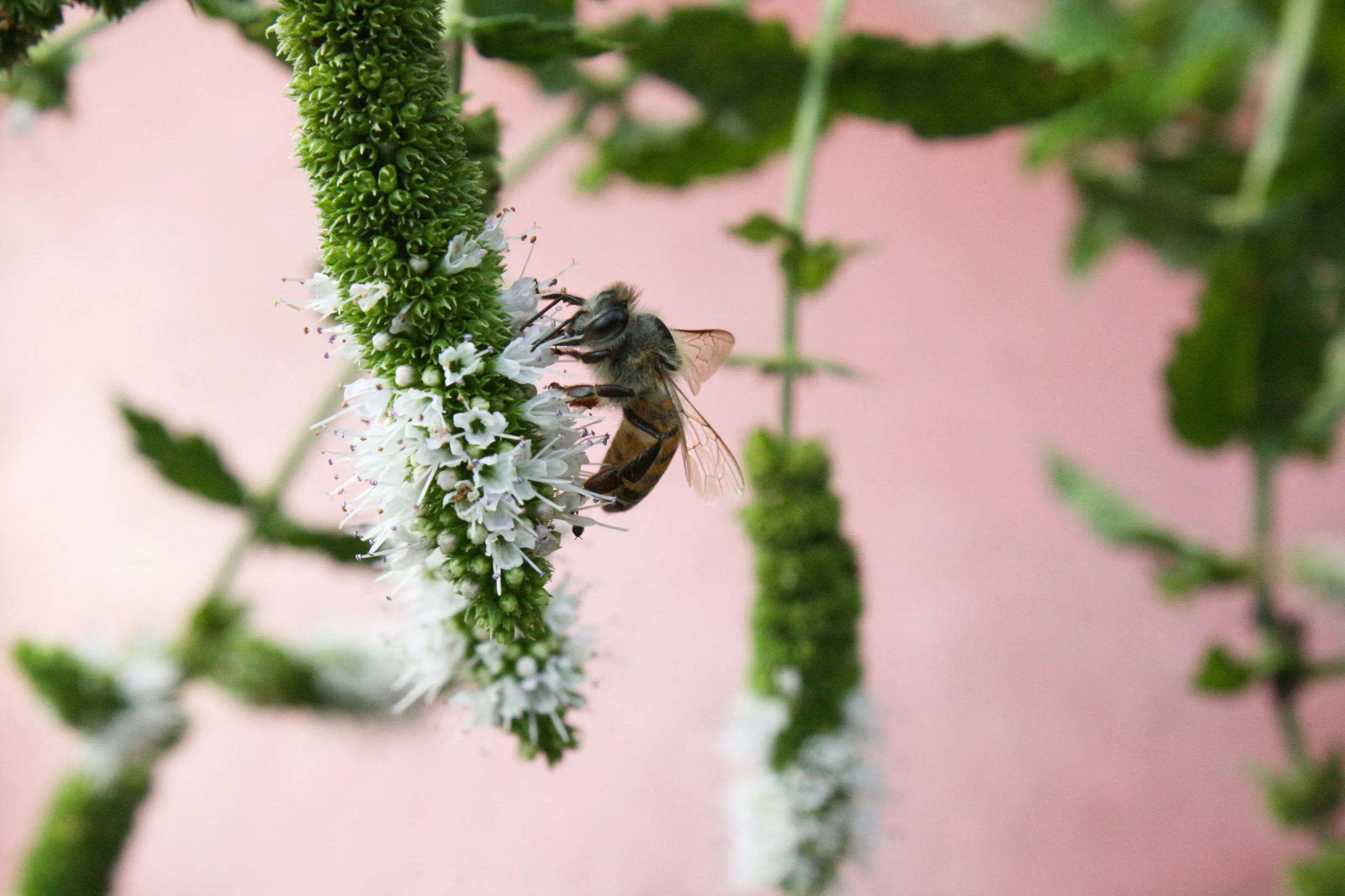 a Bee