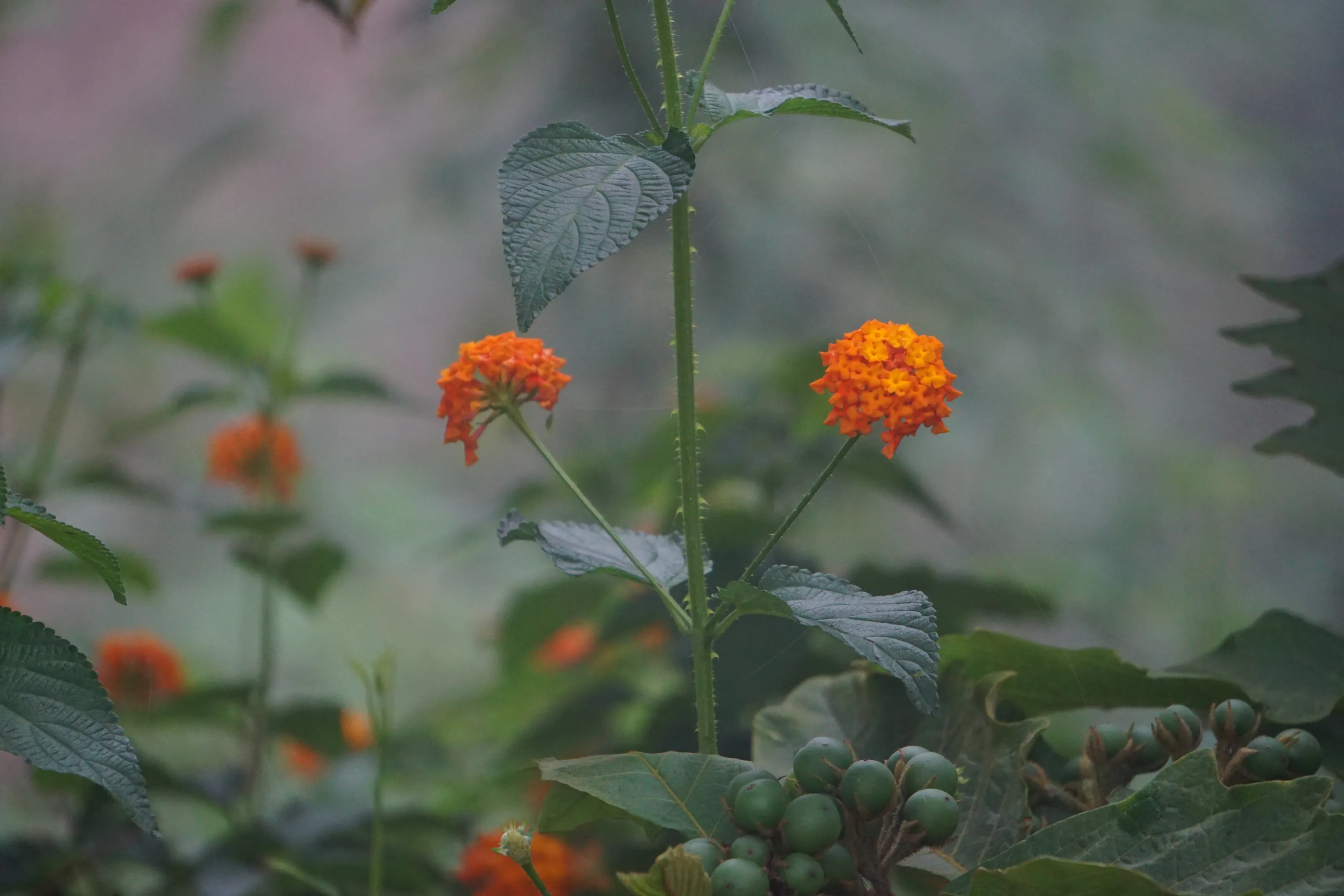 Two flowers of the same stem