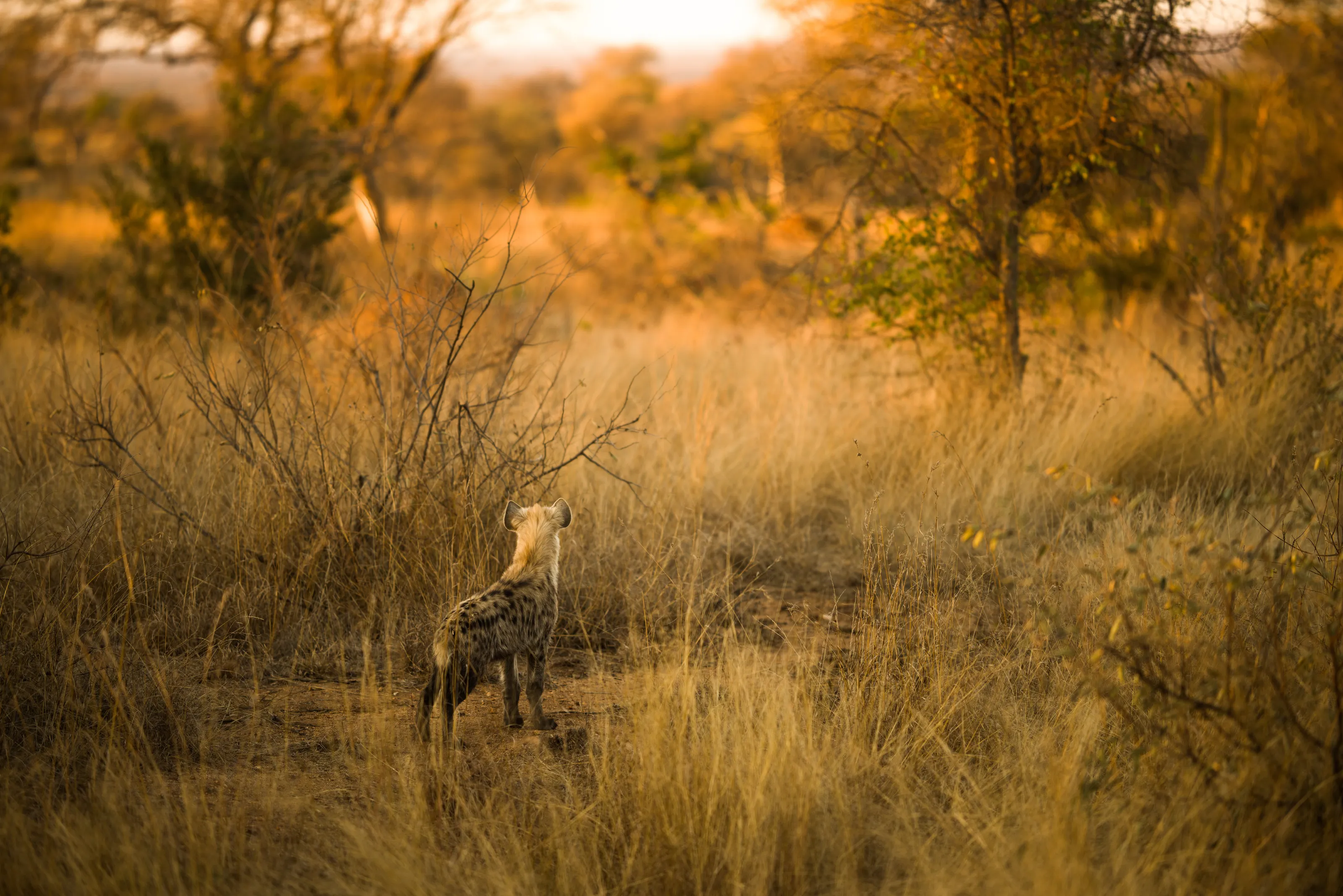 Hyena Hunting