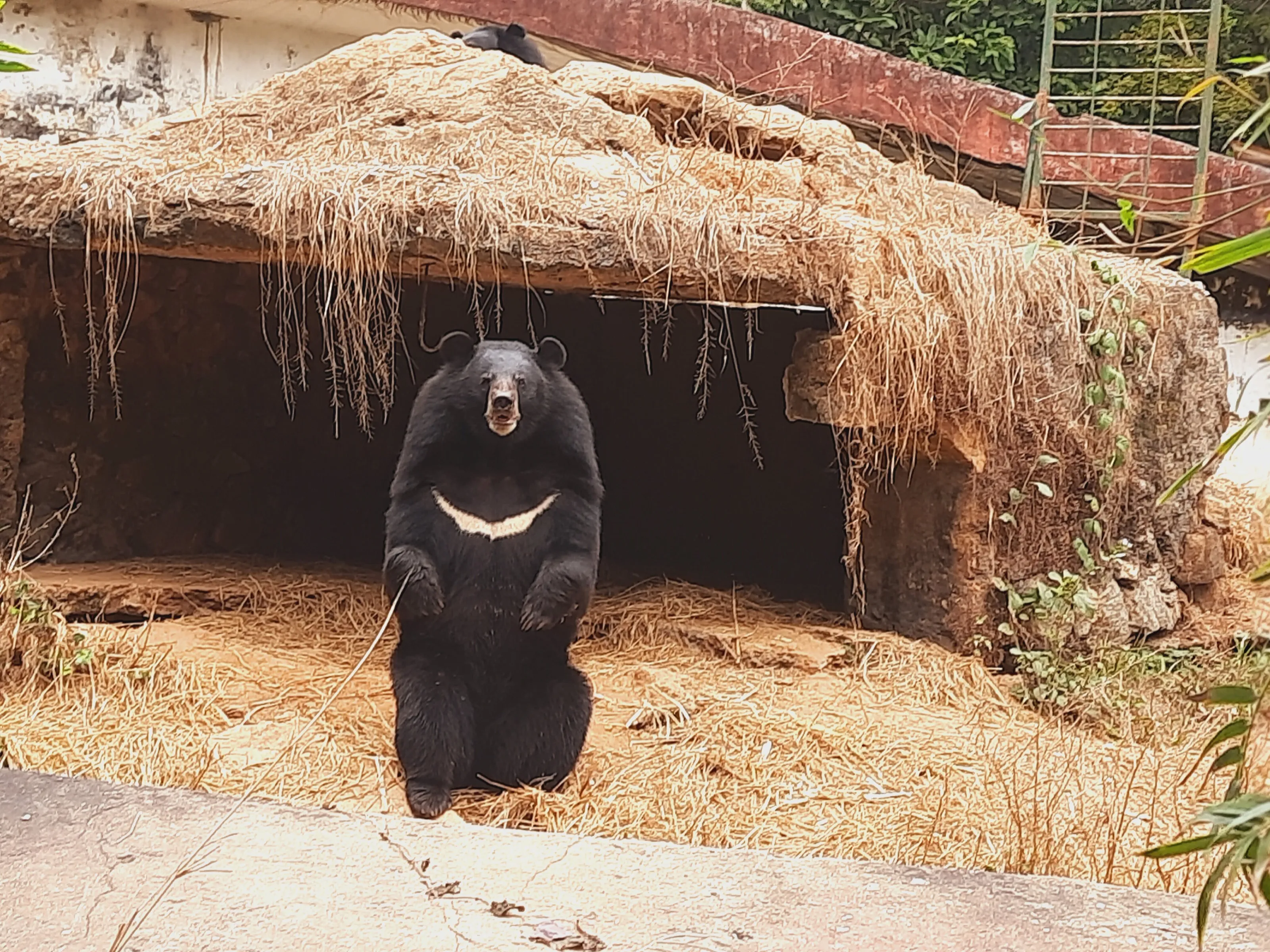Glances of the Himalayan Black Bear
