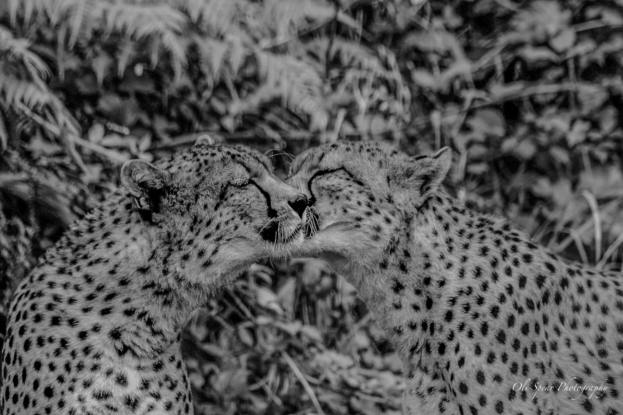 Cheetahs