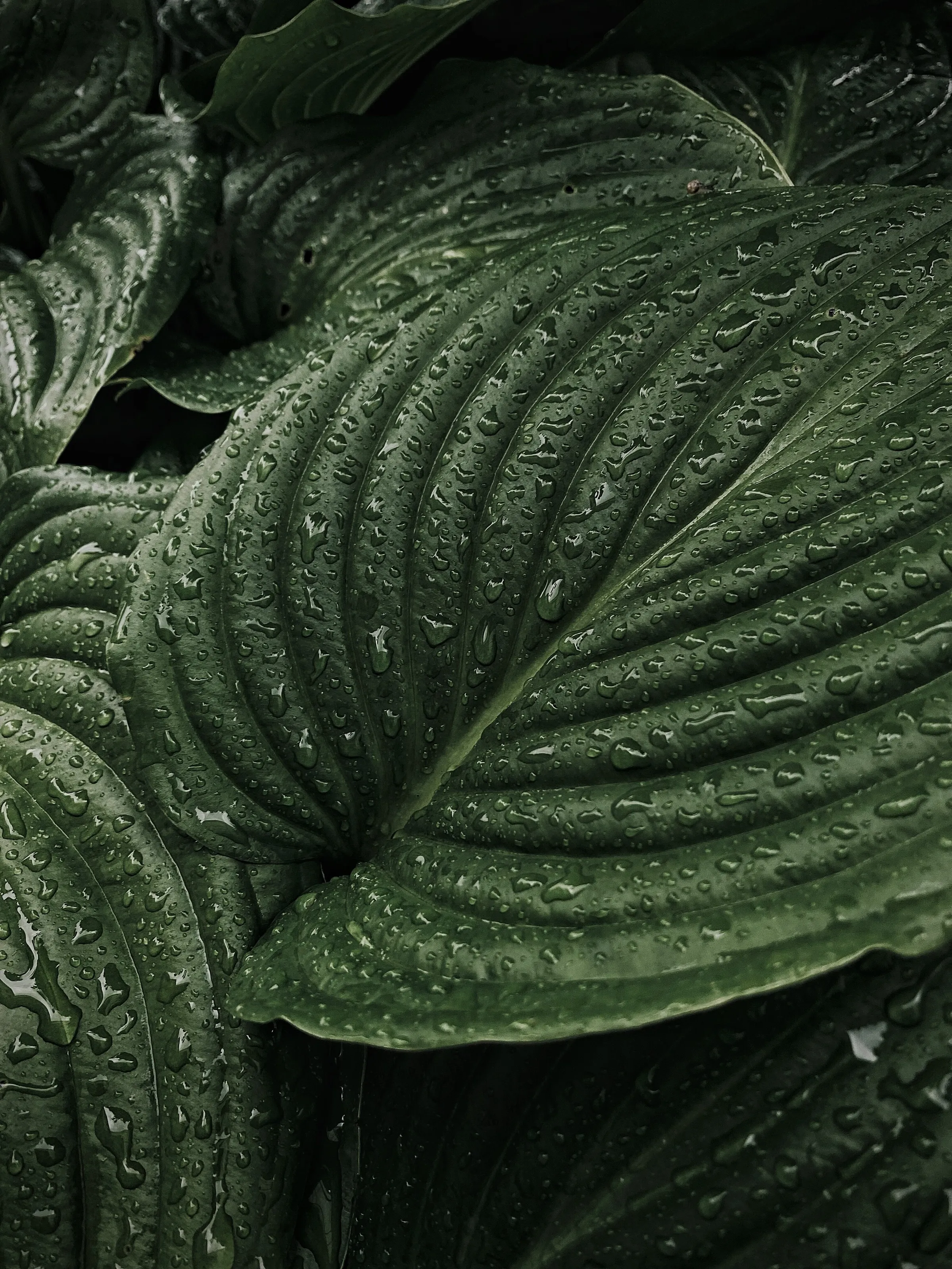 Rain drops